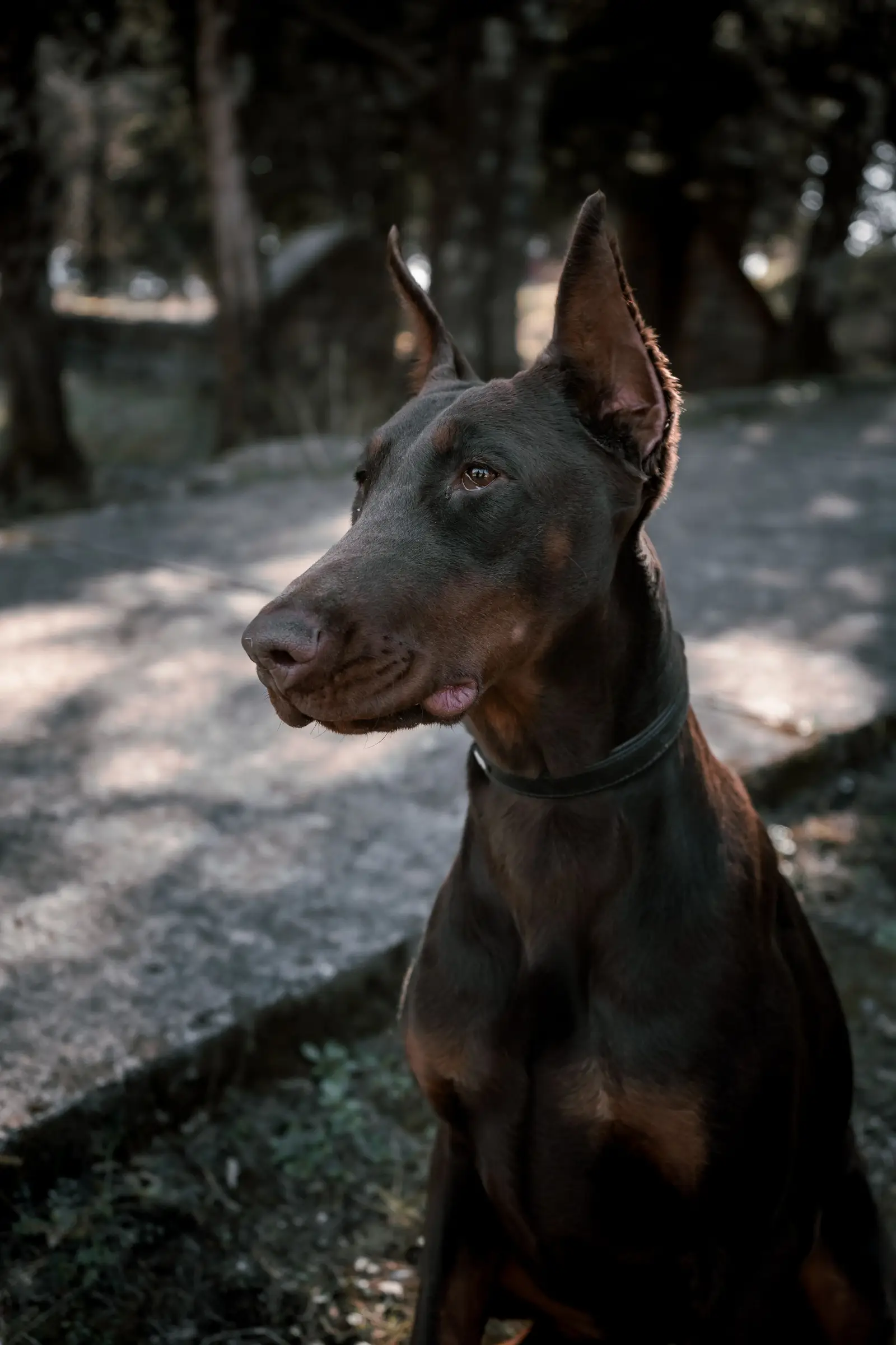 Doberman stoi na oświetlonej słońcem ścieżce, uważne spojrzenie