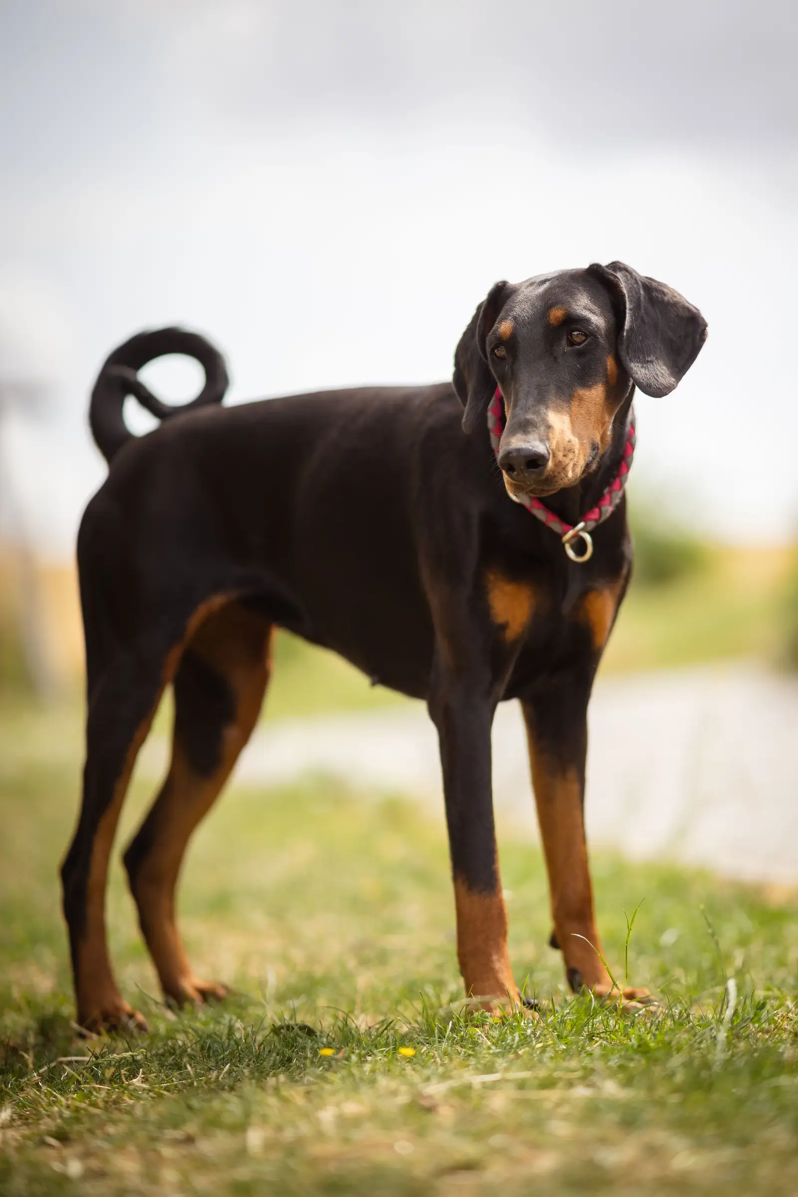 Doberman stoi dostojnie na trawie w naturalnym świetle
