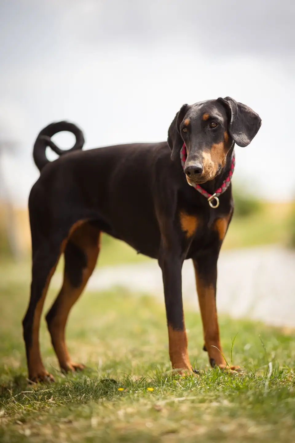 Doberman stoi dostojnie na trawie w naturalnym świetle