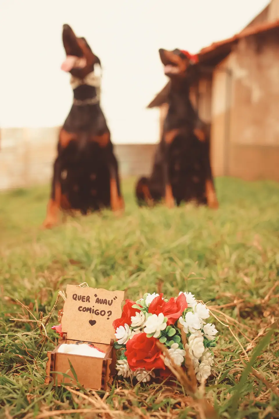Dwa dobermany siedzą razem na trawie