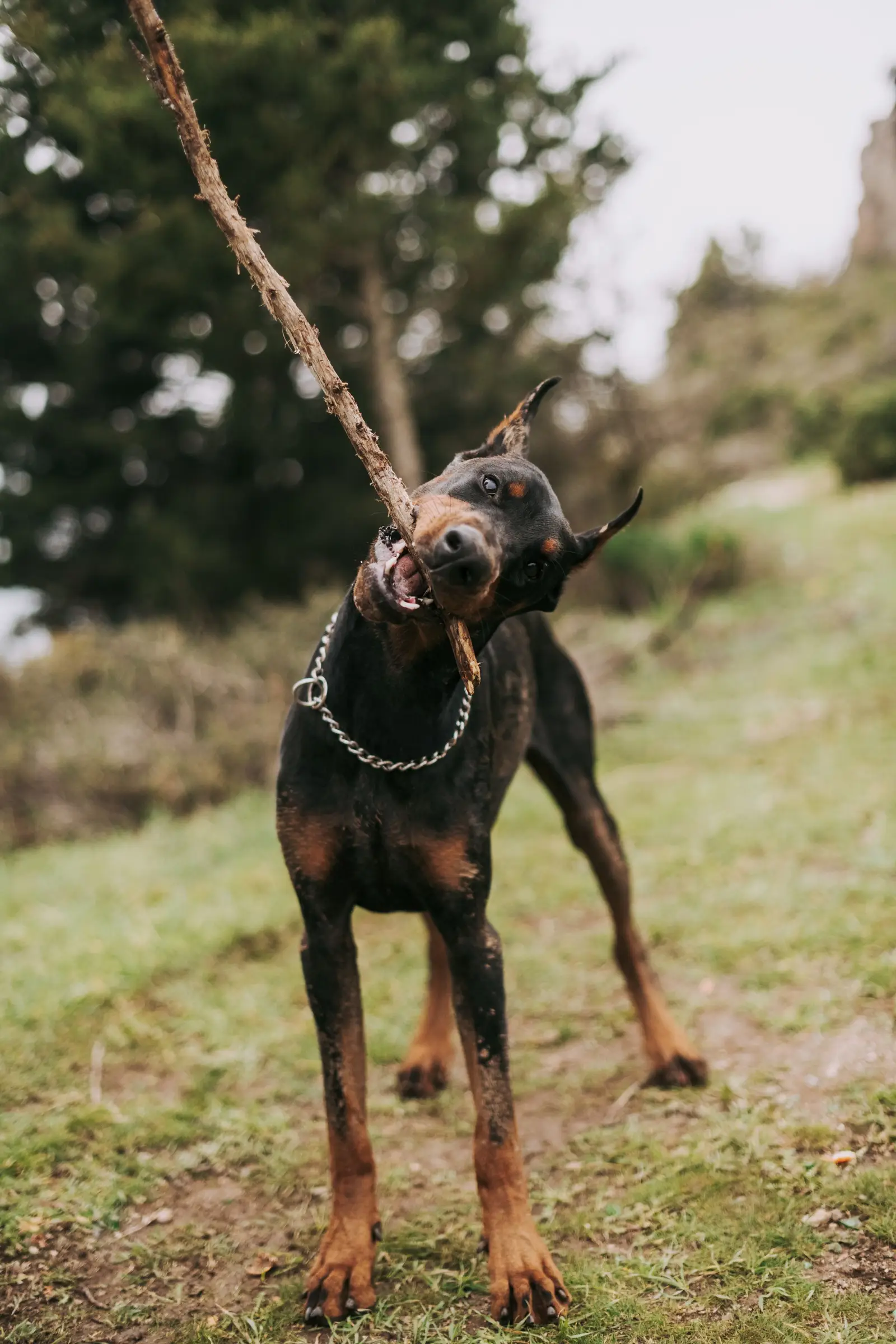 Doberman bawi się patykiem na trawie