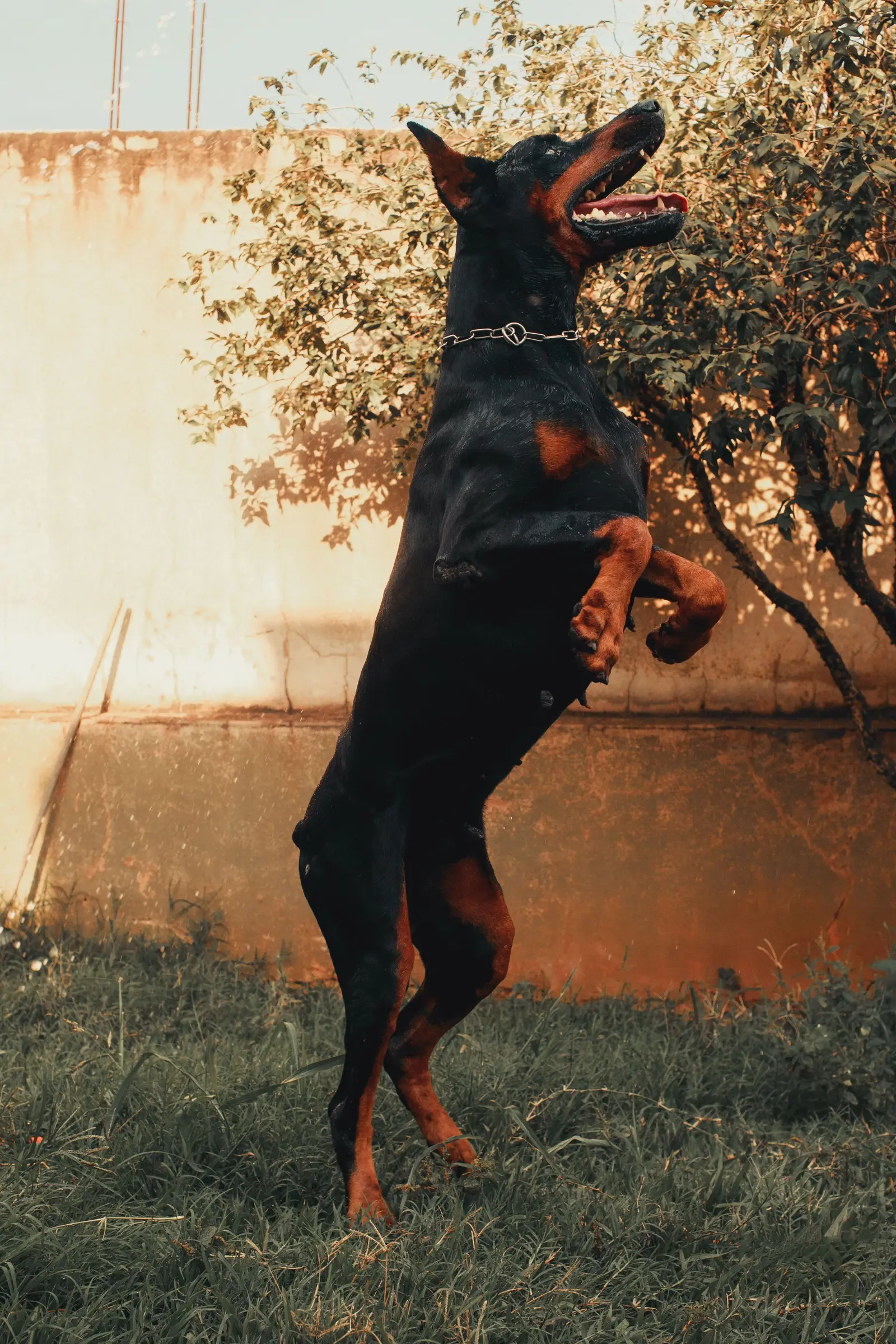 Doberman skacze w biegu na trawie w słoneczny dzień