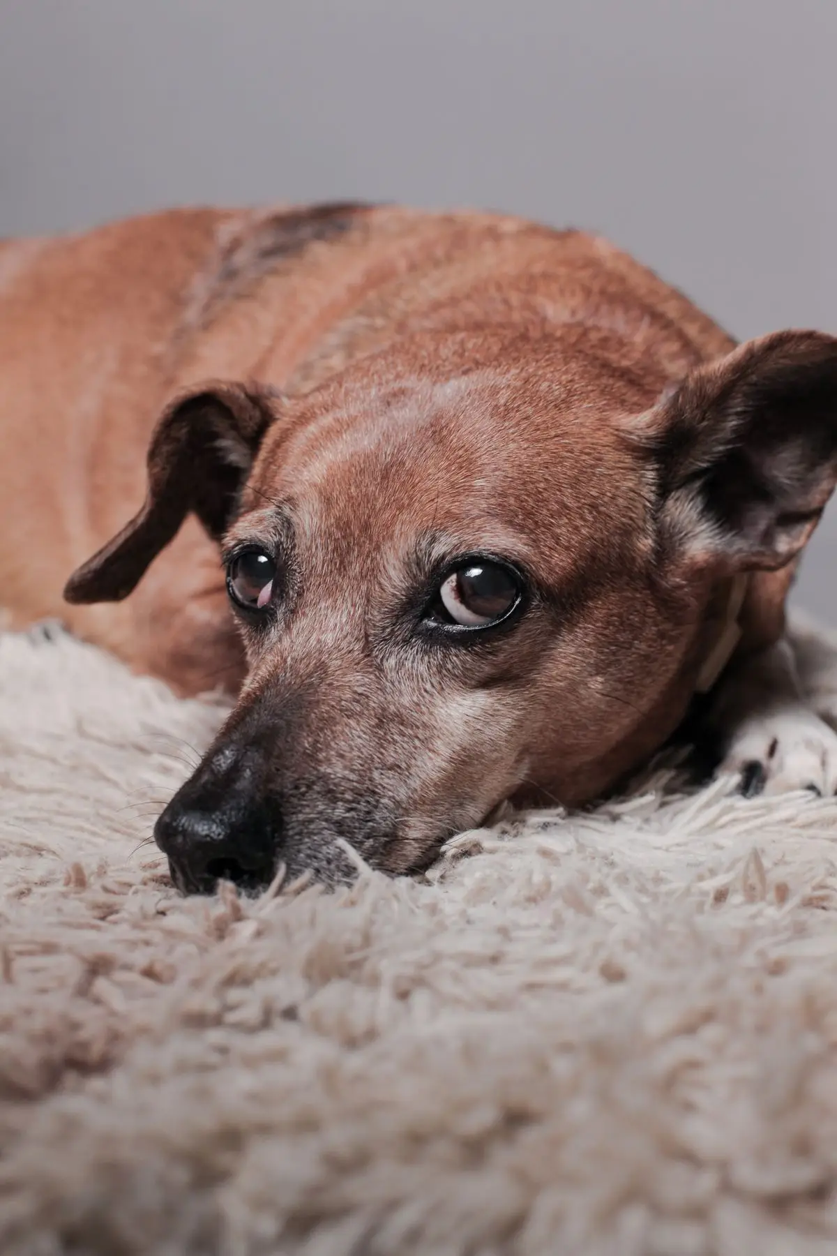 Muzyka uspokajająca dla psa: doberman odpoczywa w salonie przy cichej muzyce