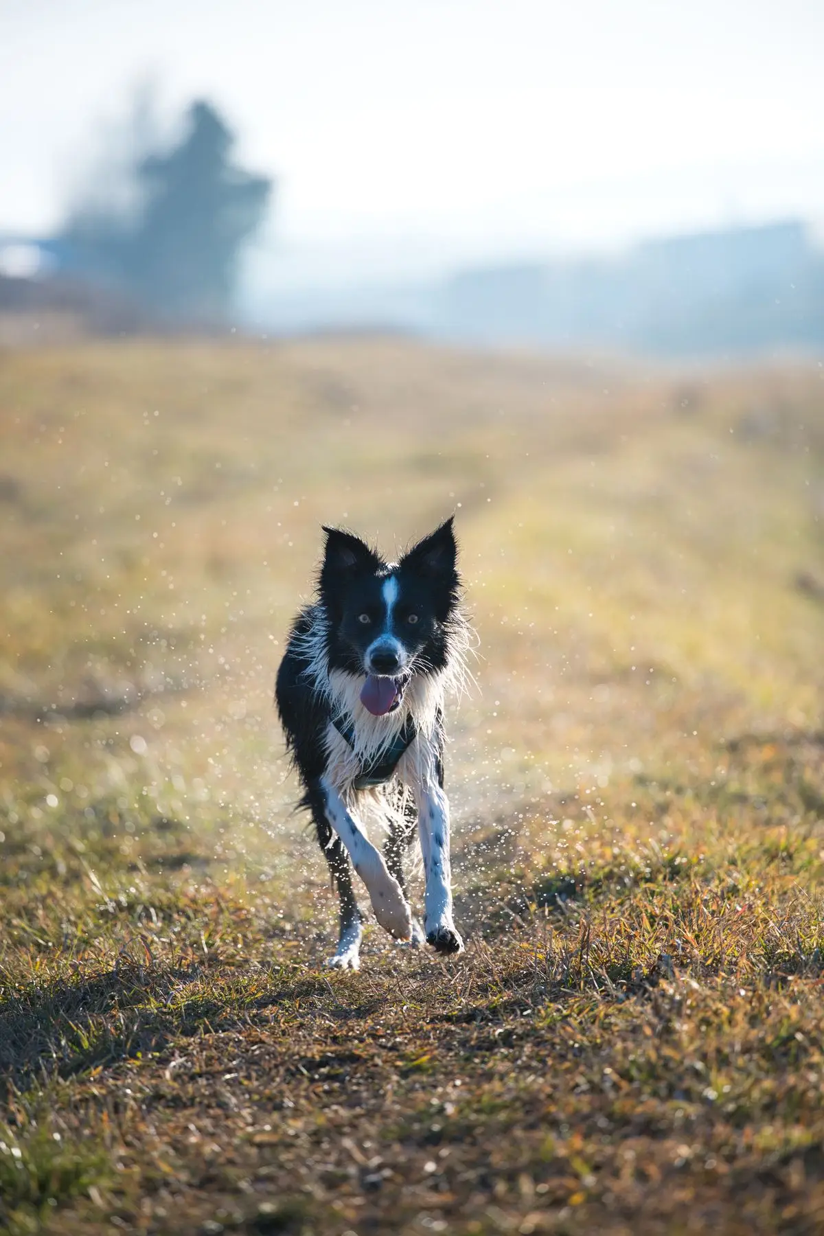 Border collie biegnie po trawiastej łące w słoneczny dzień