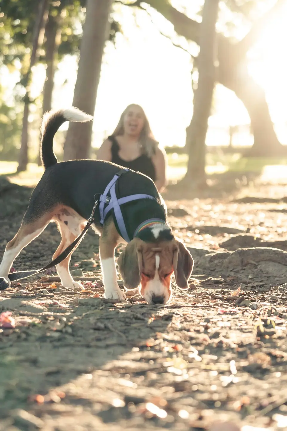 Beagle węszy przy ziemi w parku, osoba w tle