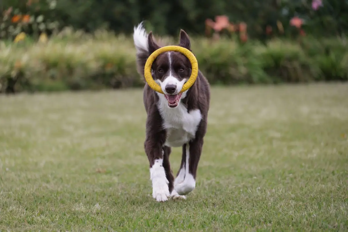 Border collie biegnie z zabawką w ogrodzie