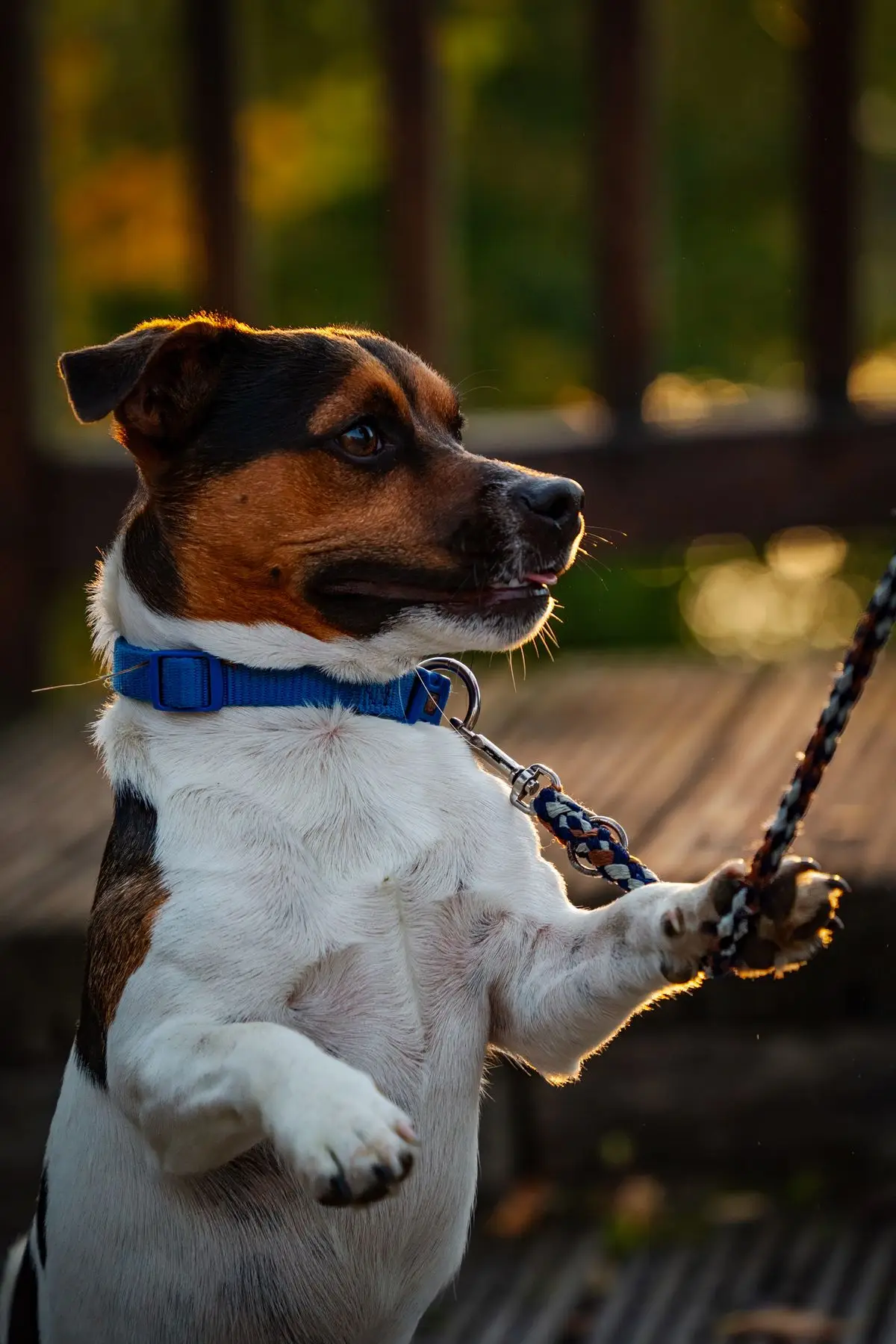 Jack Russell Terrier stoi wyprostowany, sięgając po smakołyk