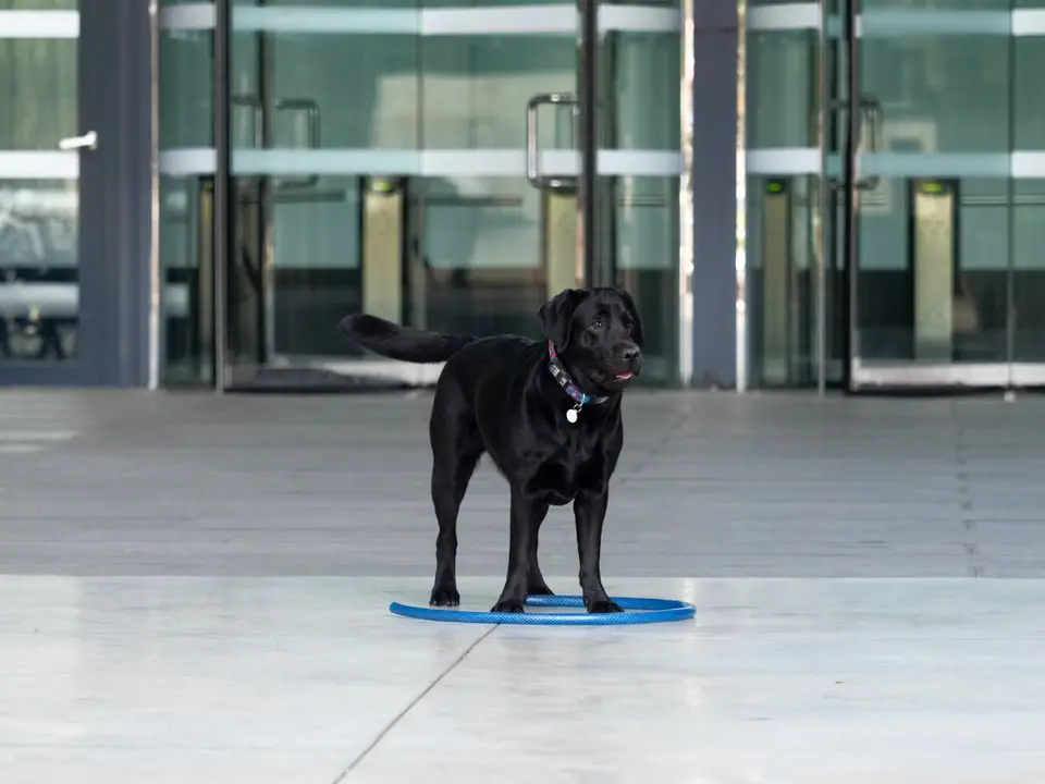 Labrador stoi na niebieskiej macie na zewnątrz
