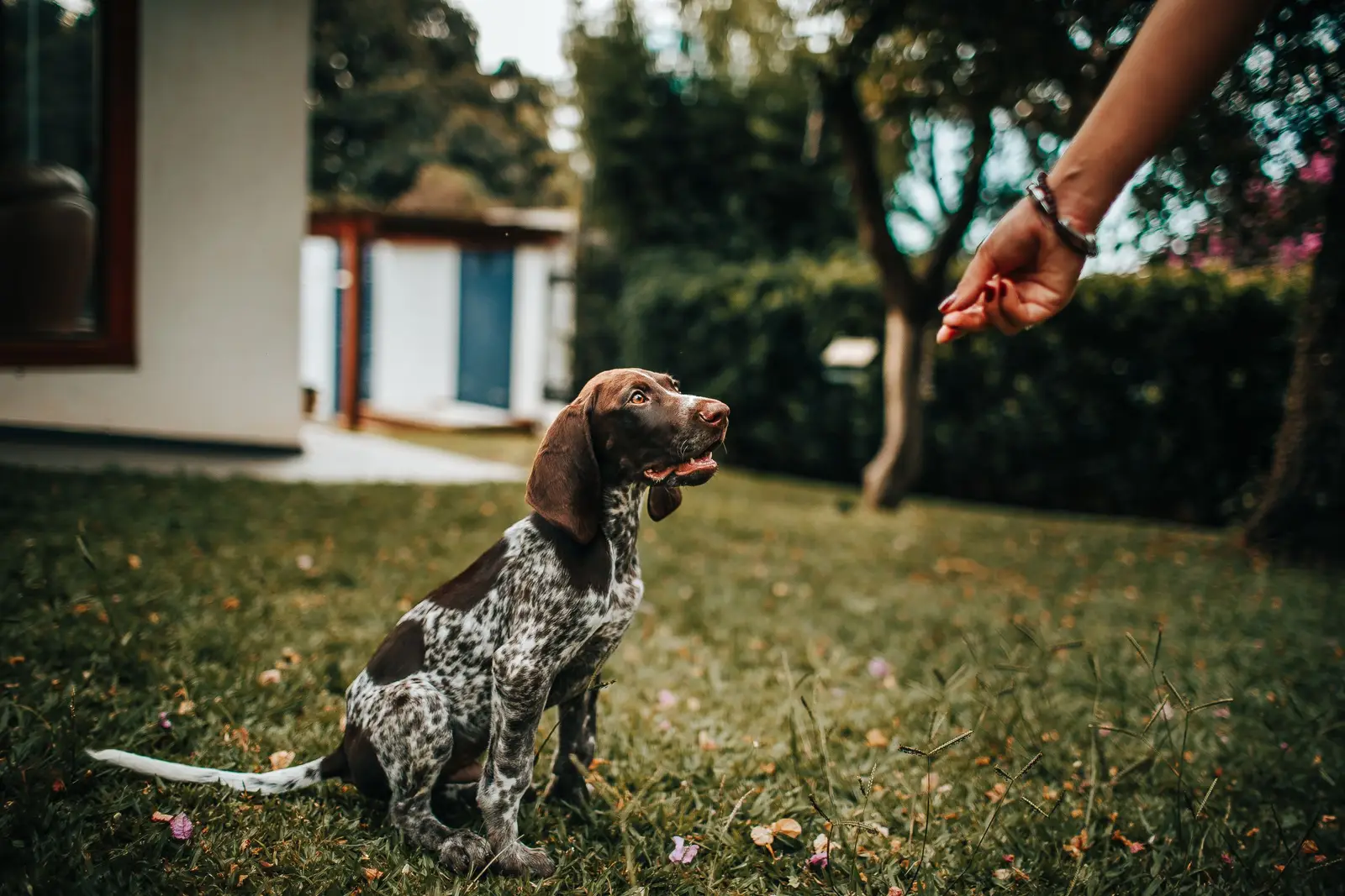 Szczeniak uczy się komend na dworze, dłoń trzyma smakołyk