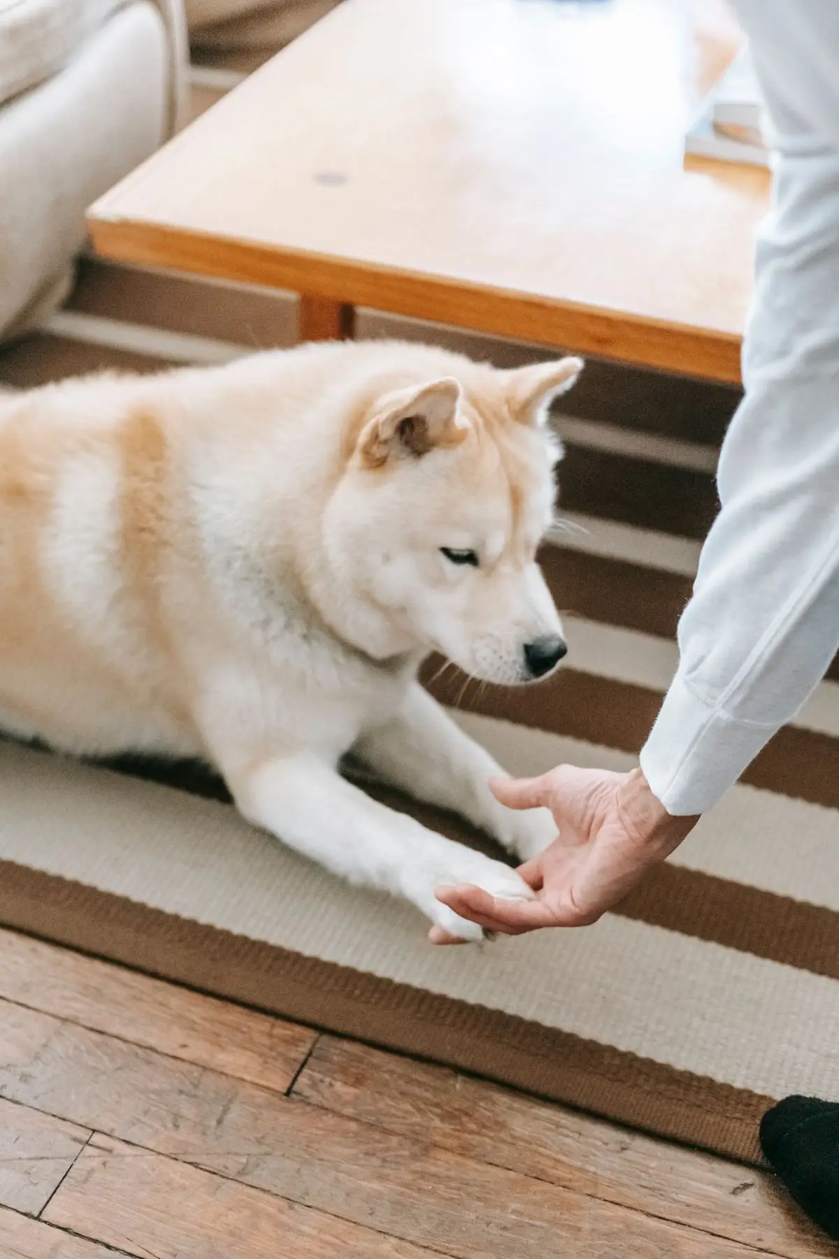 Akita trenowana przez opiekuna na dywanie w salonie