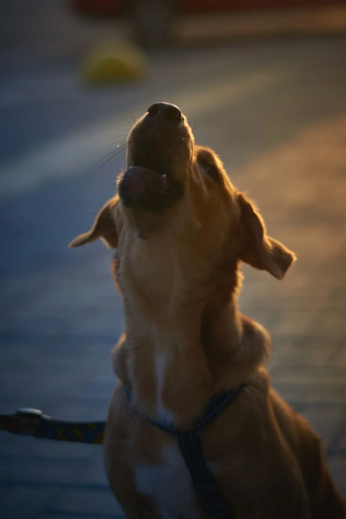 Golden retriever szczeka na zewnątrz o zmierzchu w ciepłym świetle