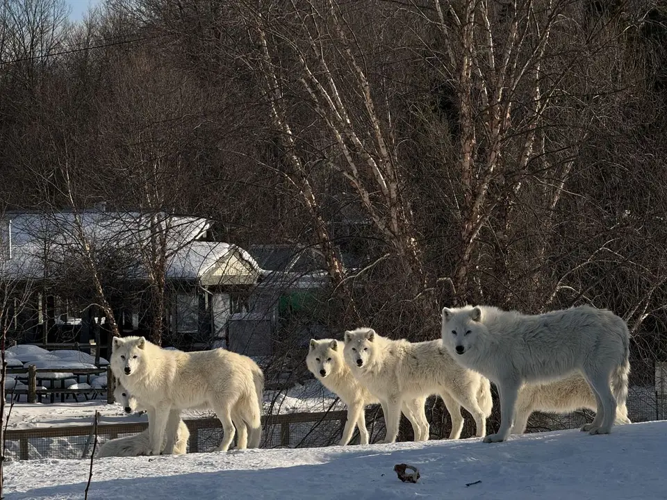 Cztery wilki arktyczne na śnieżnym terenie