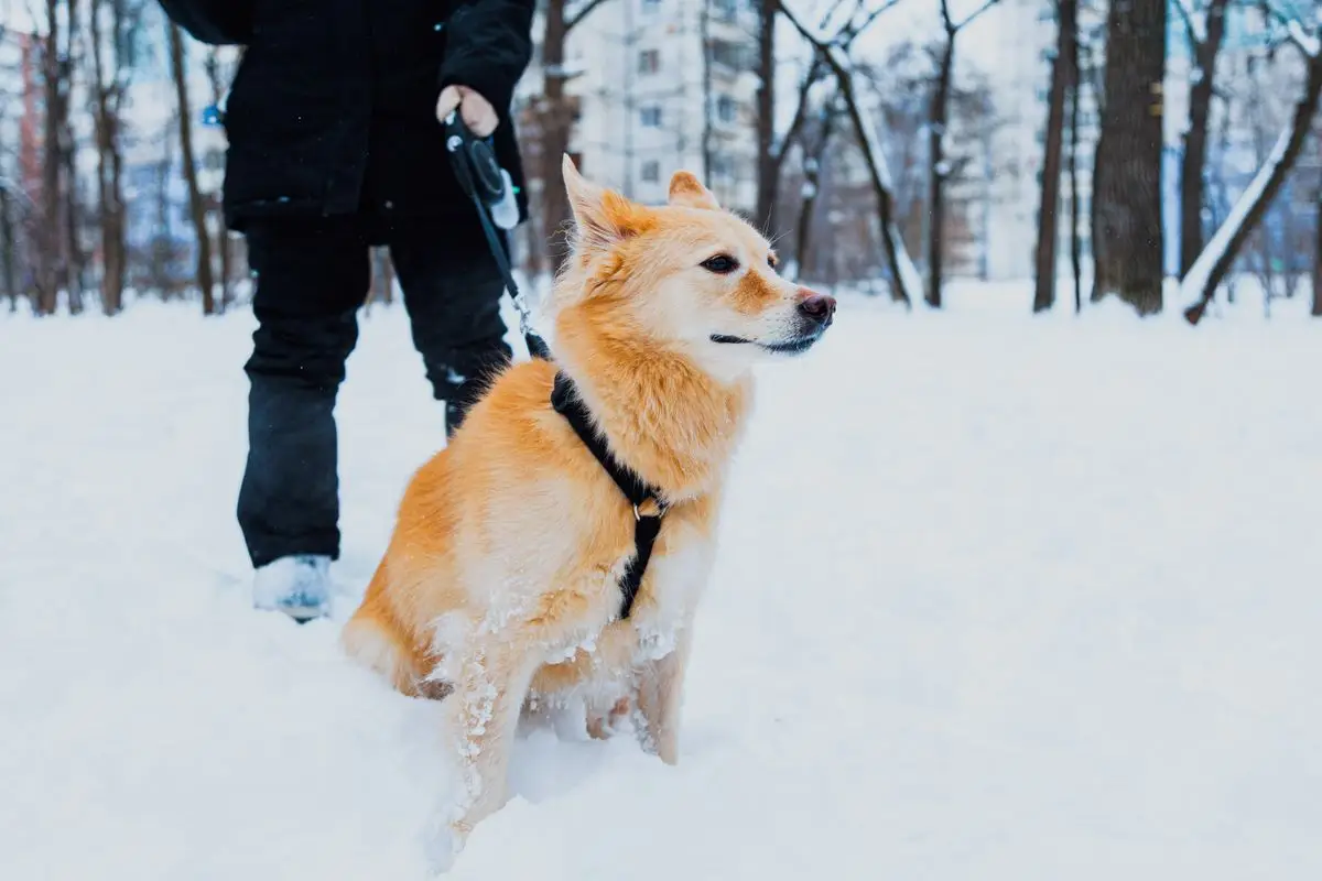 Doberman boi się właściciela i unika kontaktu, opiekun czeka na podłodze