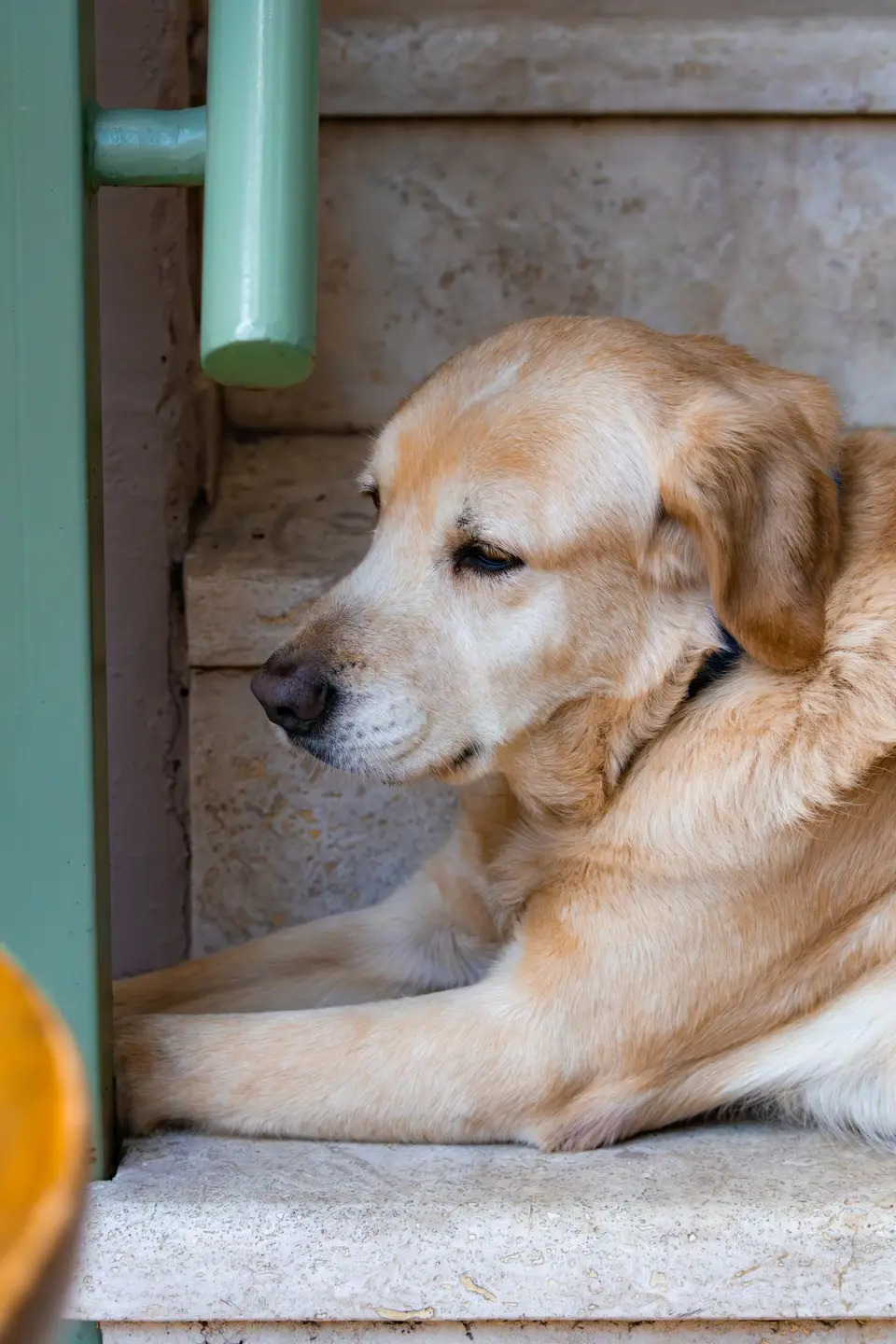 Golden labrador odpoczywa spokojnie na kamiennych schodach