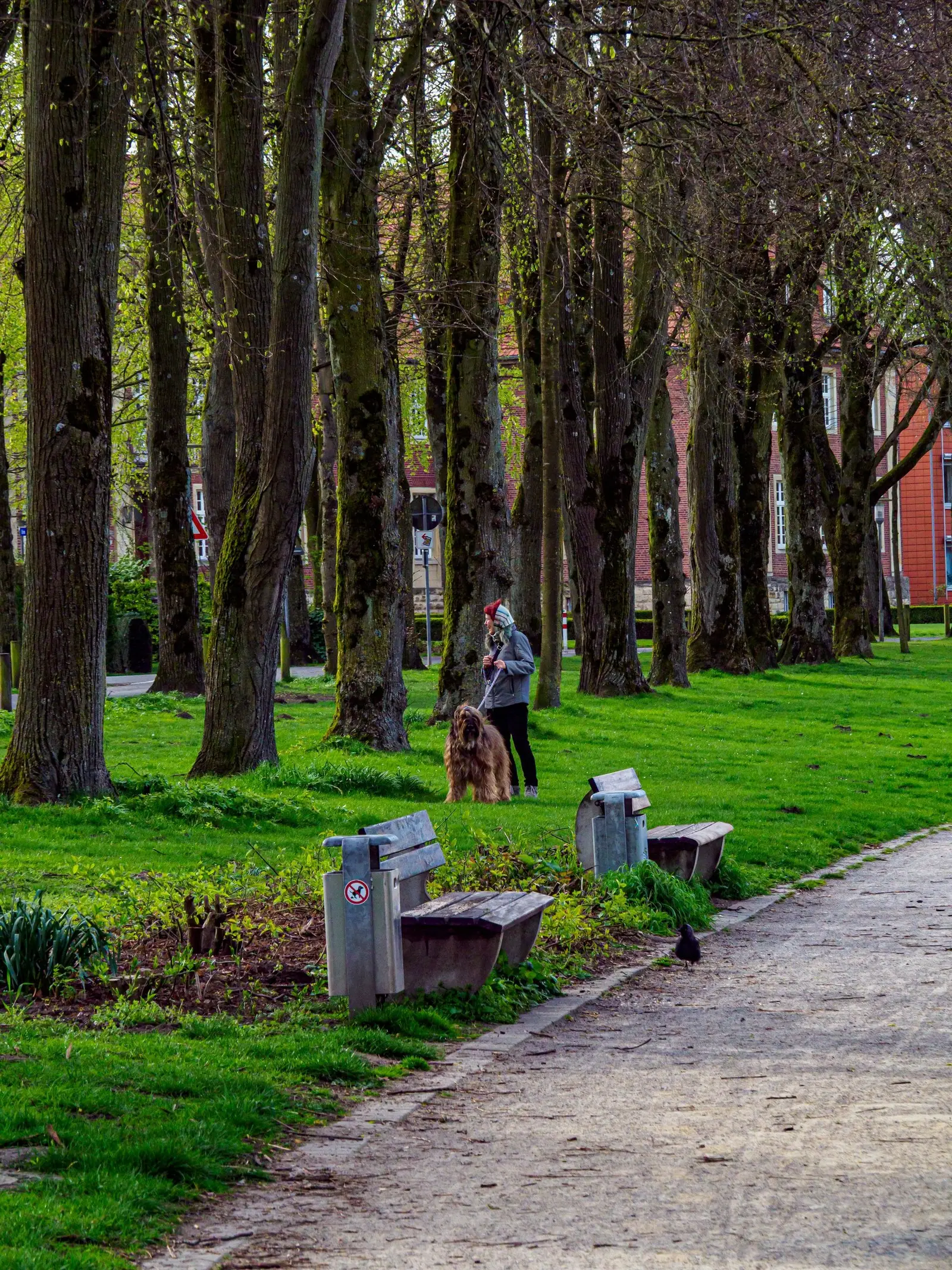 Osoba idzie z dużym psem przez zielony park wiosną