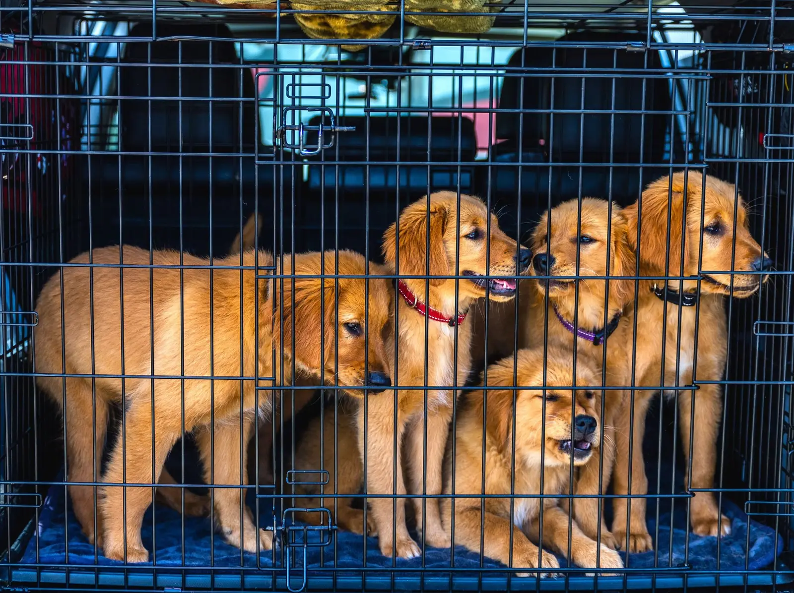 Szczenięta w transporterze podróżnym, gotowe do jazdy samochodem