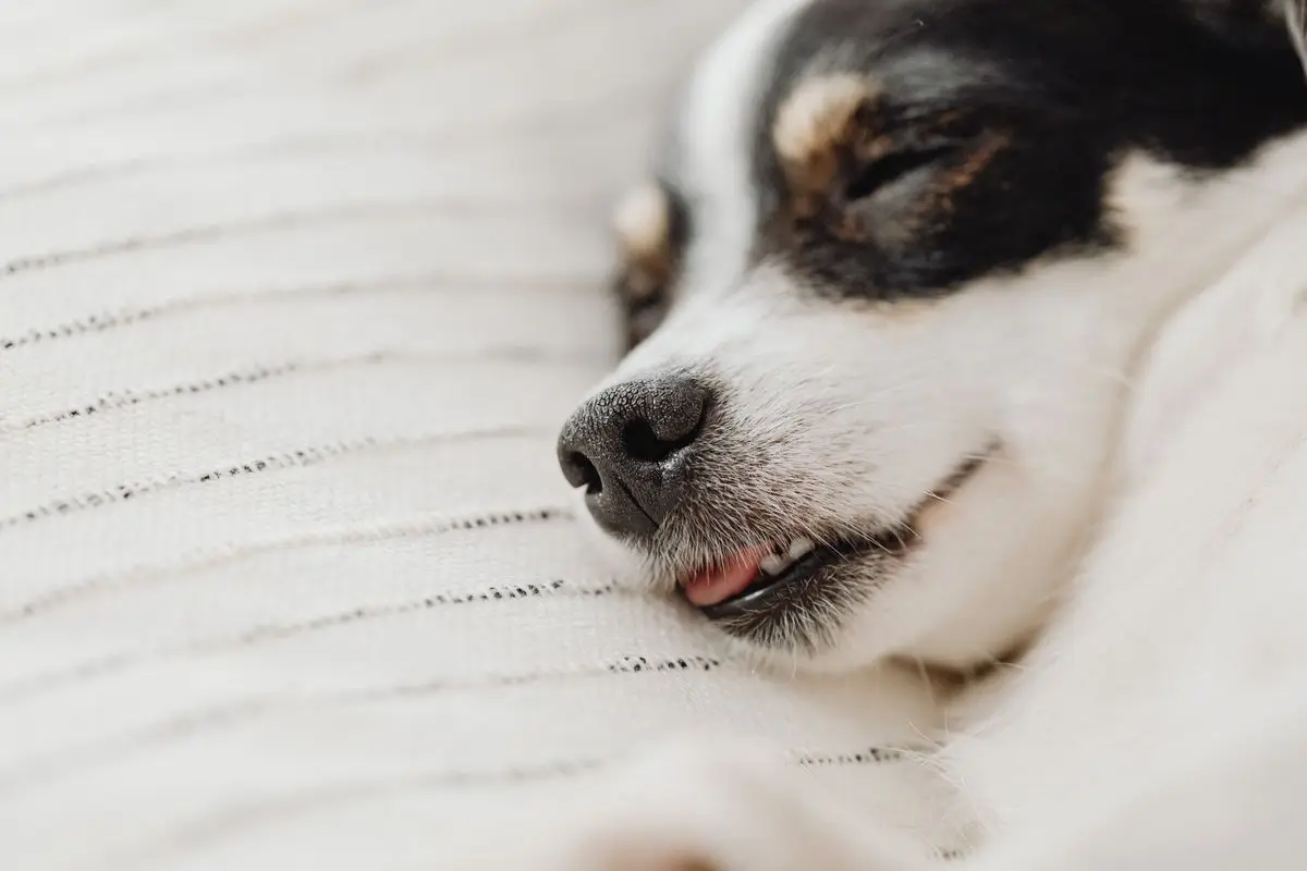 Ile śpi doberman: dorosły pies śpi pod kocem na legowisku