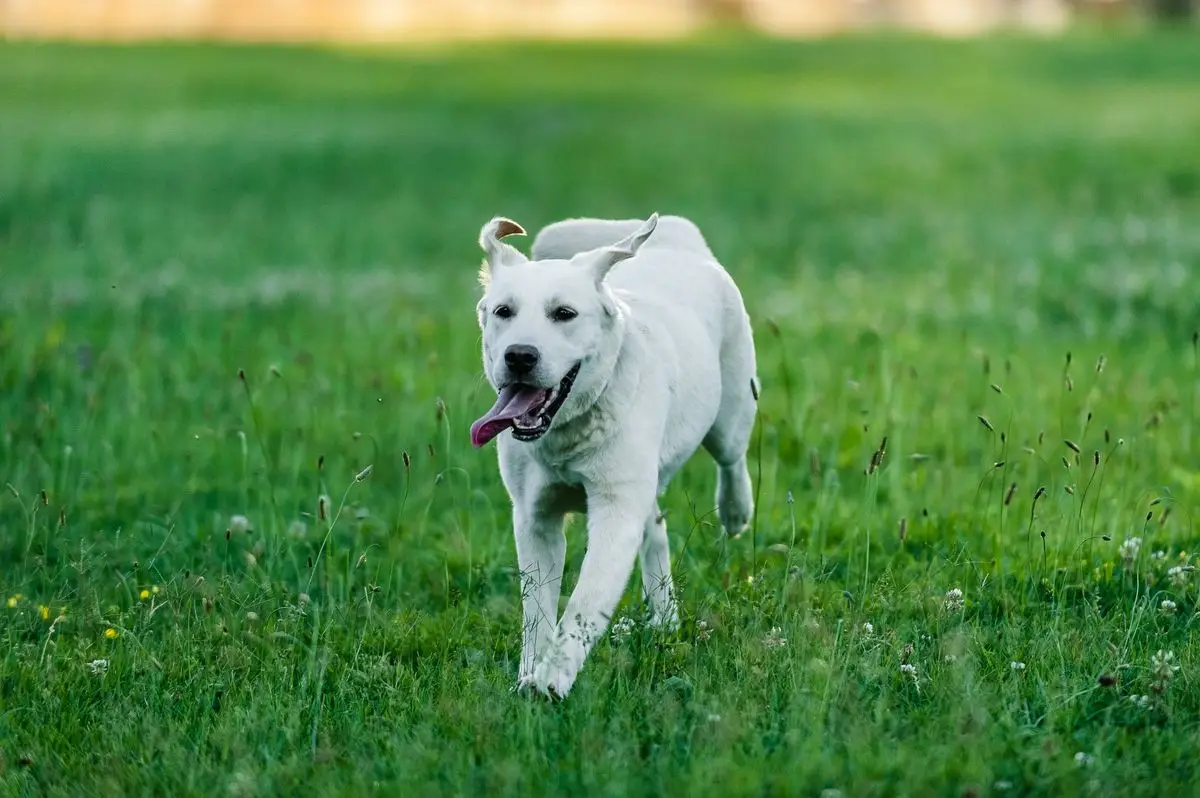 Labrador biega z językiem na wierzchu po zielonej łące