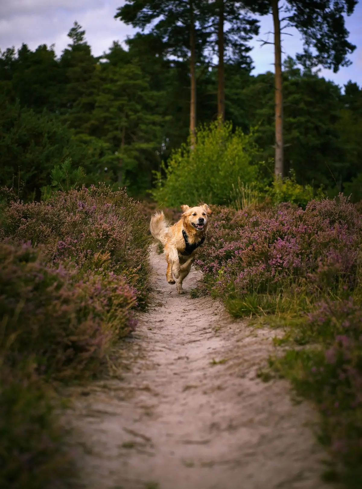 Kłoski traw u psa: doberman na spacerze obok suchej trawy