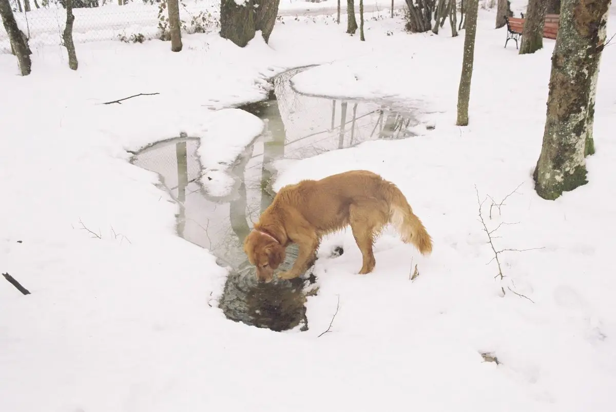 Golden retriever pije wodę z kałuży wśród śniegu w lesie