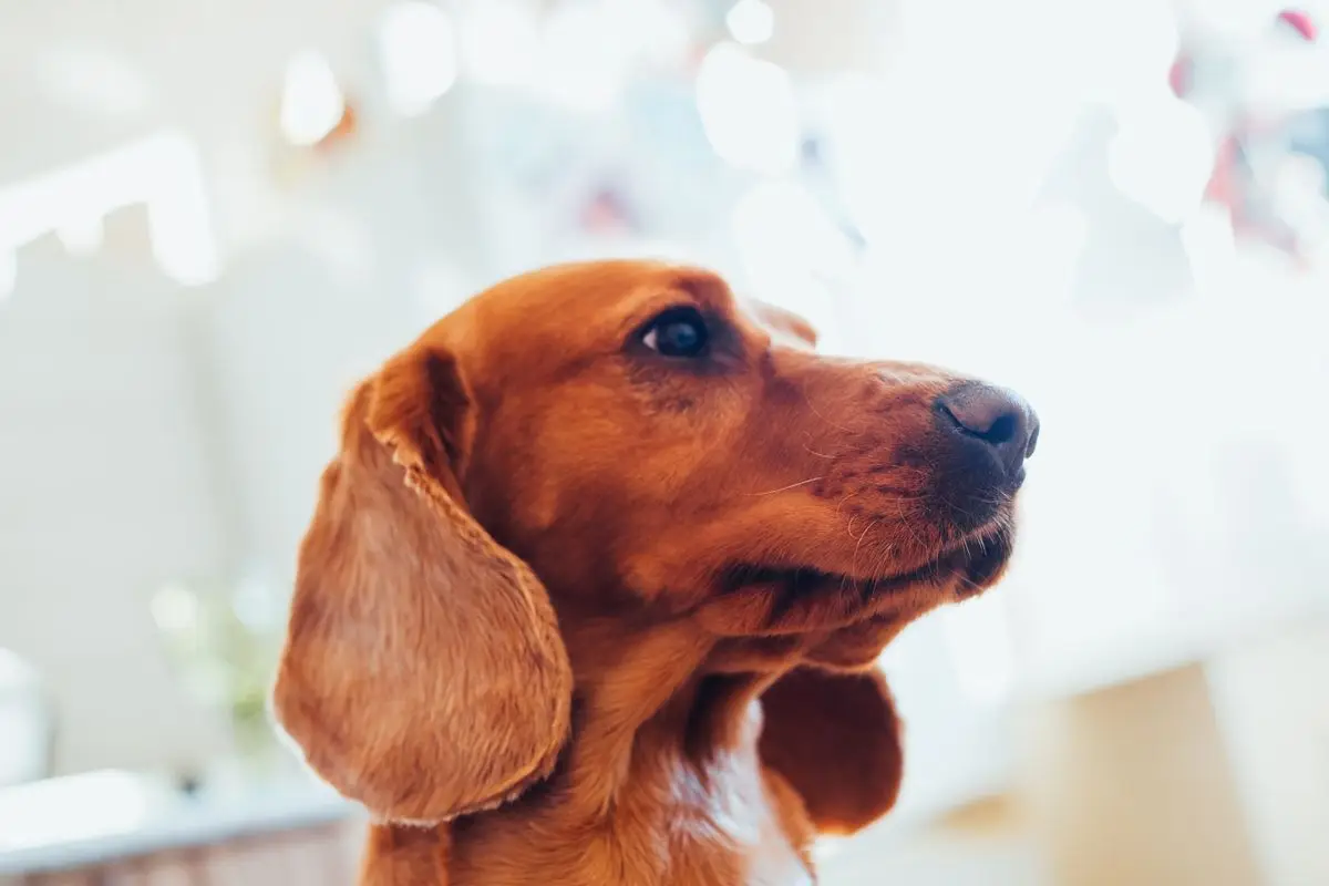 Brązowy labrador patrzy w bok na rozmytym tle