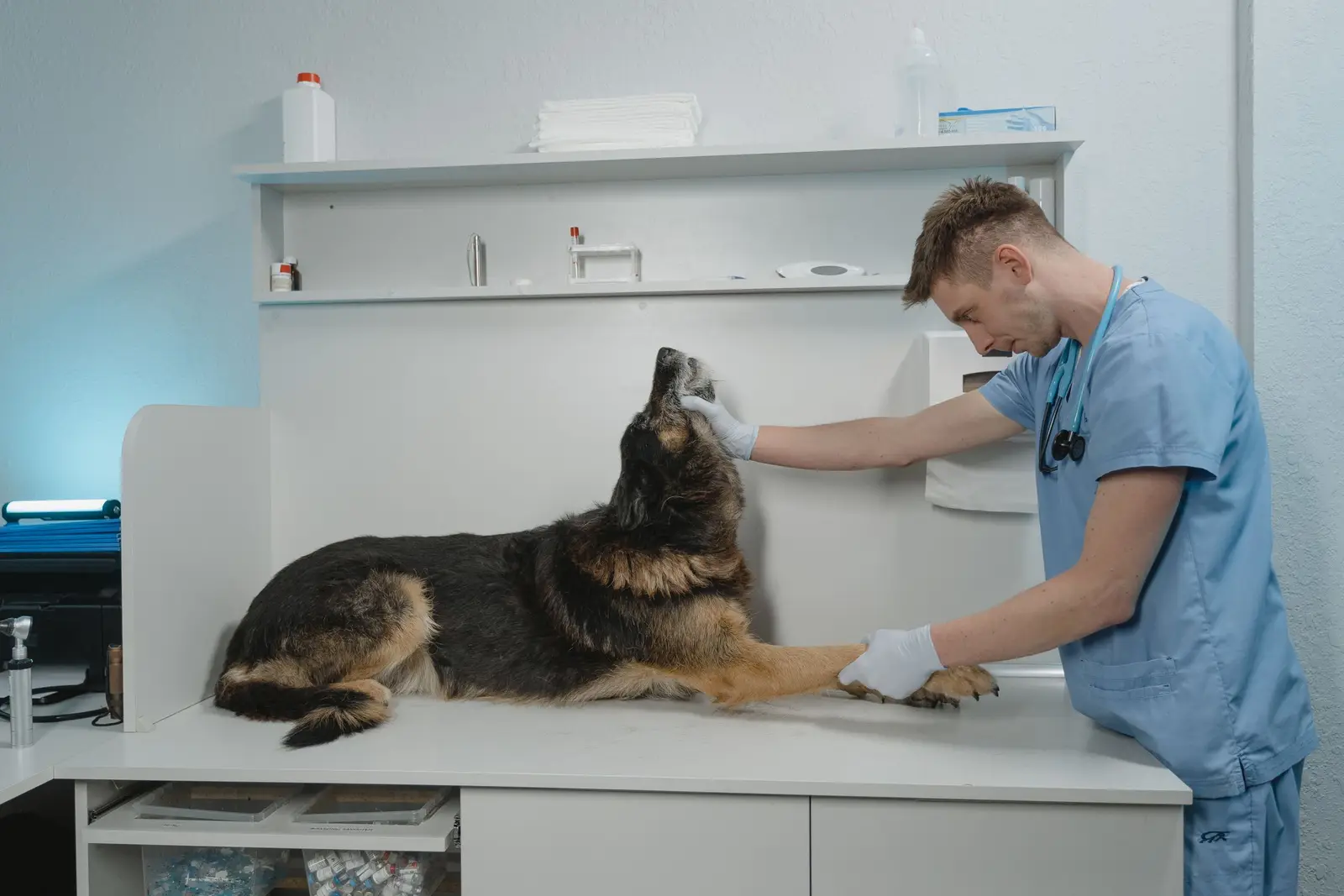 Weterynarz bada psa w sterylnym pomieszczeniu kliniki