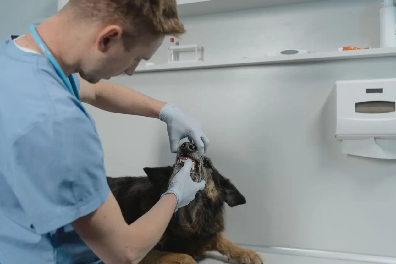 Blade dziąsła u psa: opiekun sprawdza kolor dziąseł