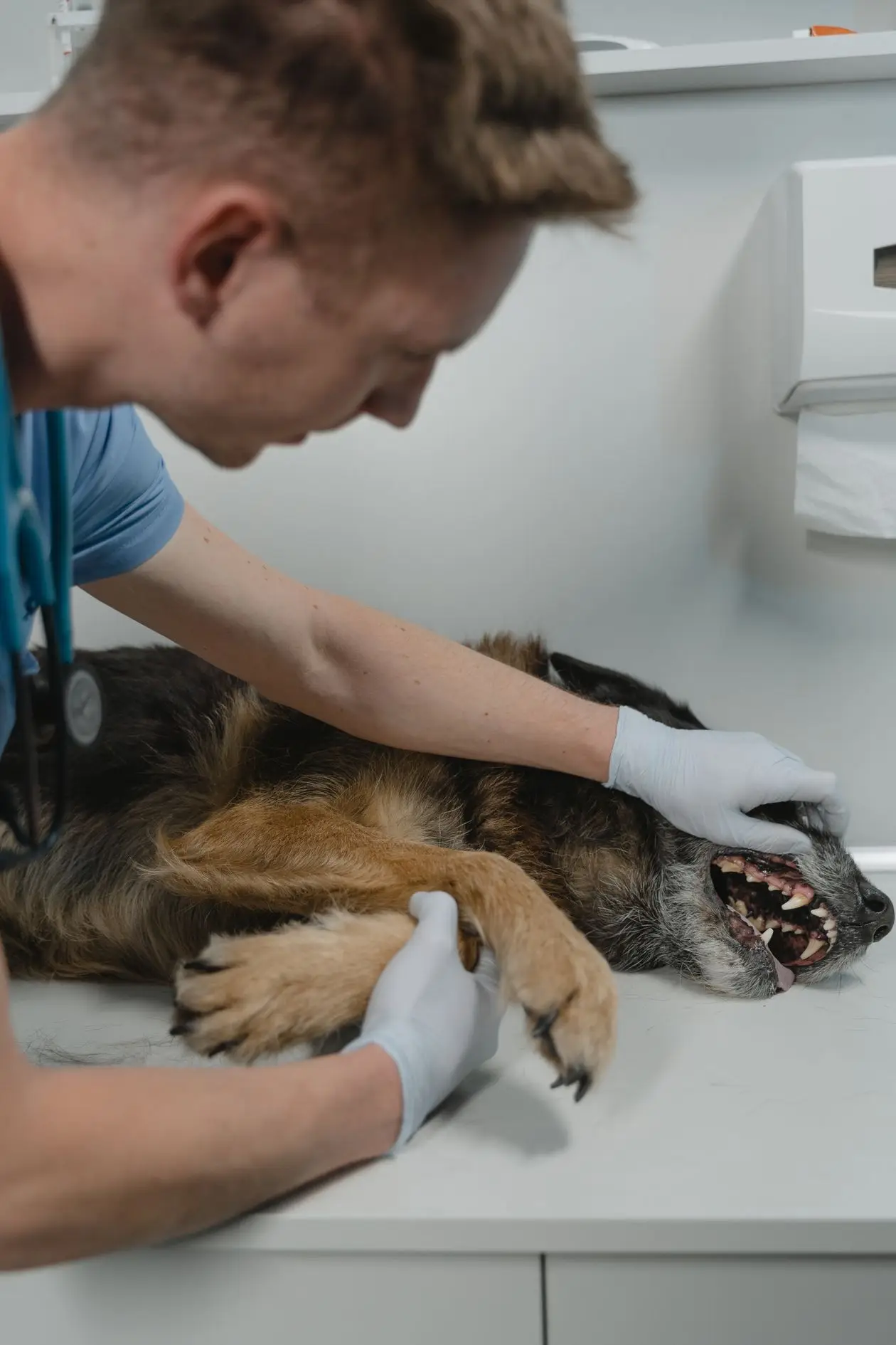 Wady zgryzu u psa: lekarz ocenia ustawienie zębów dobermana