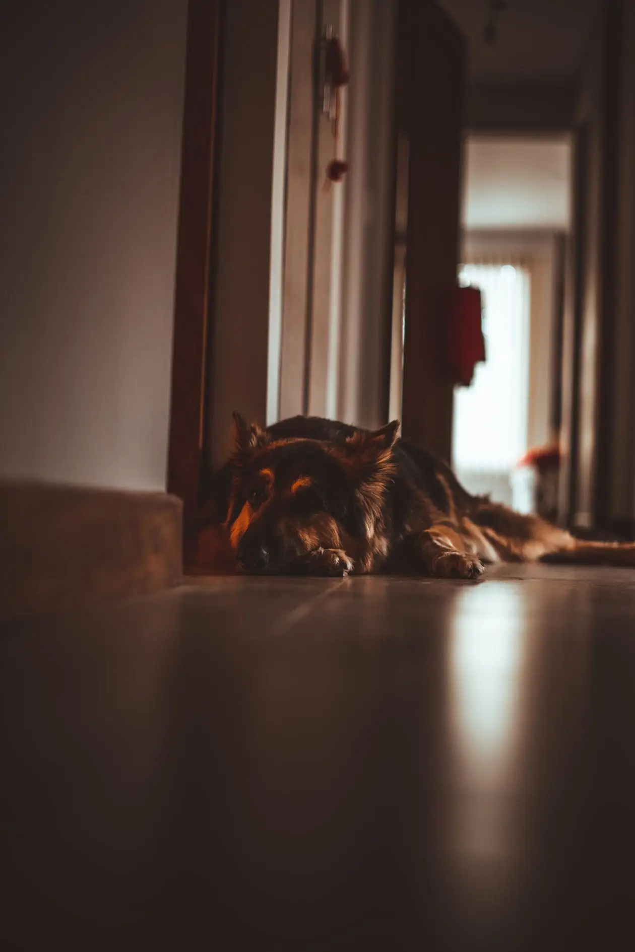 Doberman z długim ogonem w wąskim korytarzu mieszkania