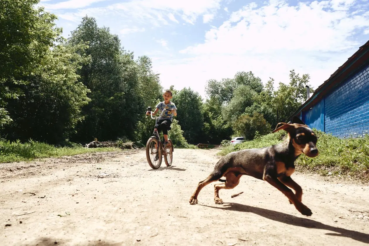 Bikejoring z psem: doberman w szelkach ciągnie rower w lesie