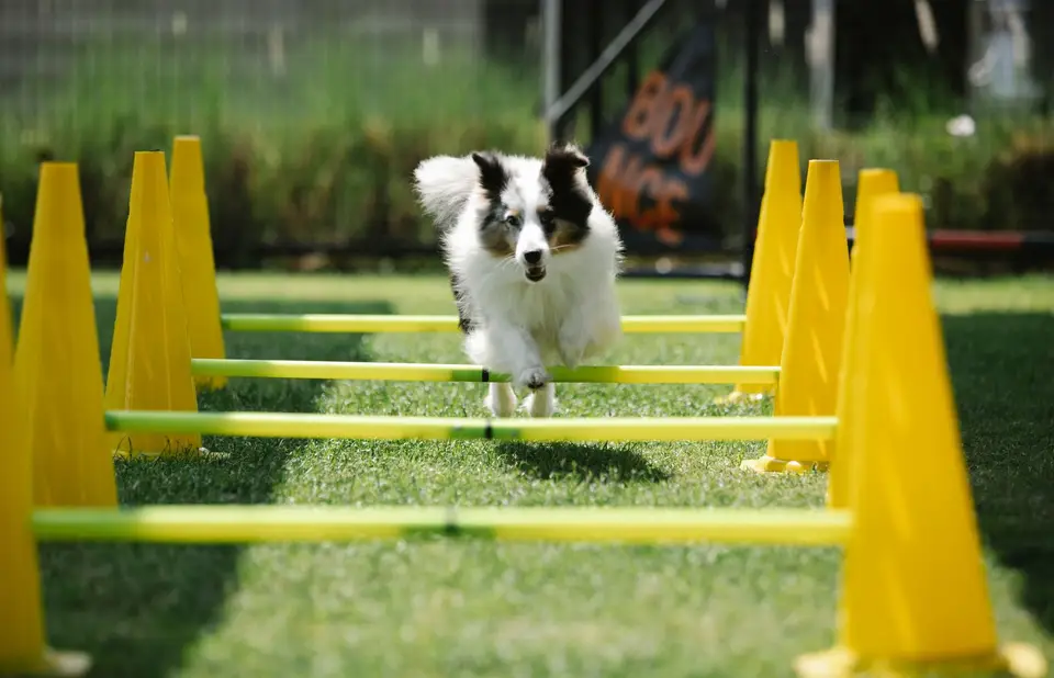 Dogscooter: pies ciągnie hulajnogę na szutrowej drodze
