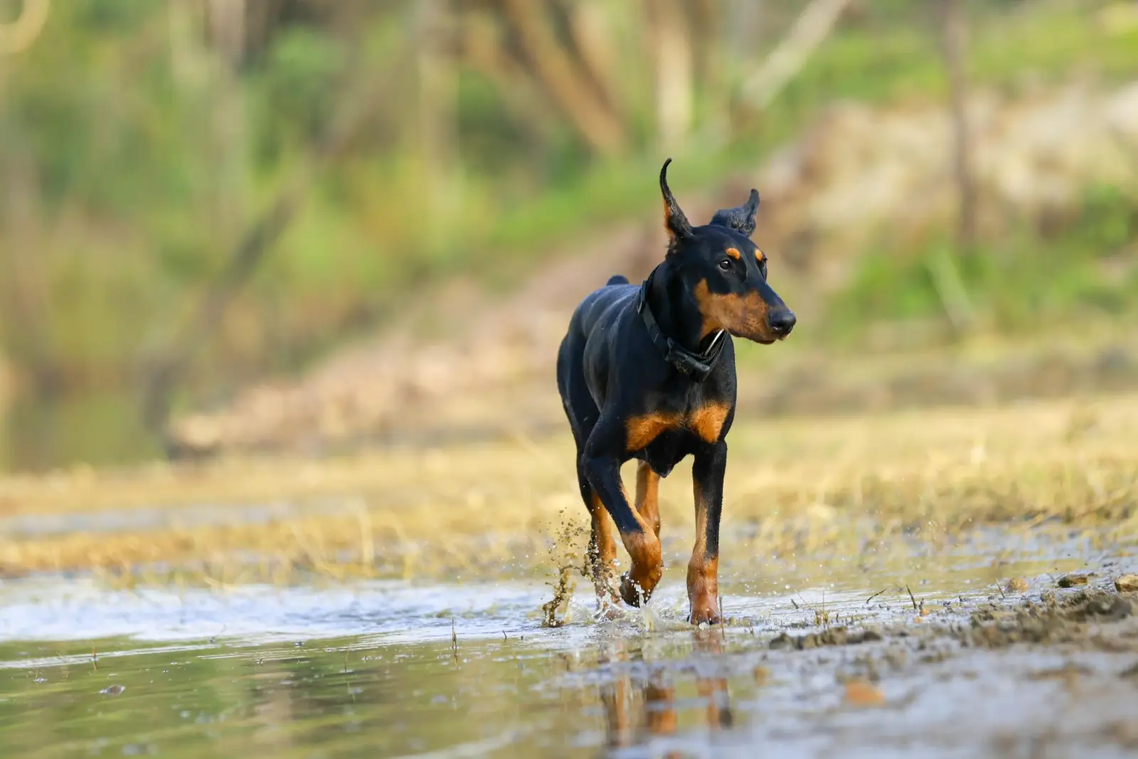 Doberman biegnie energicznie przez płytki strumień