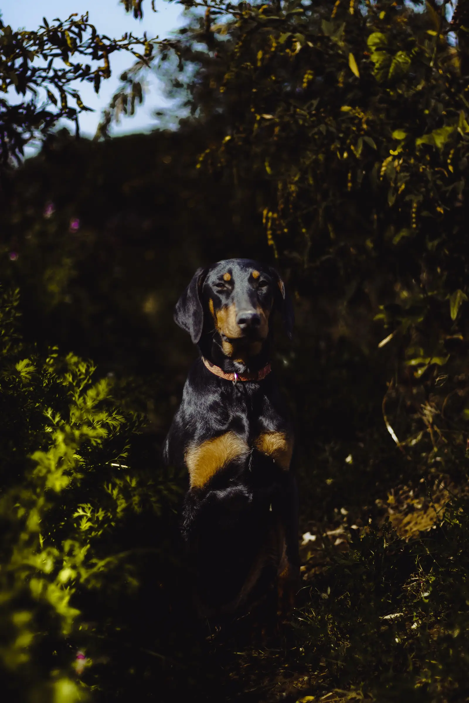 Doberman stoi czujnie wśród gęstej leśnej zieleni