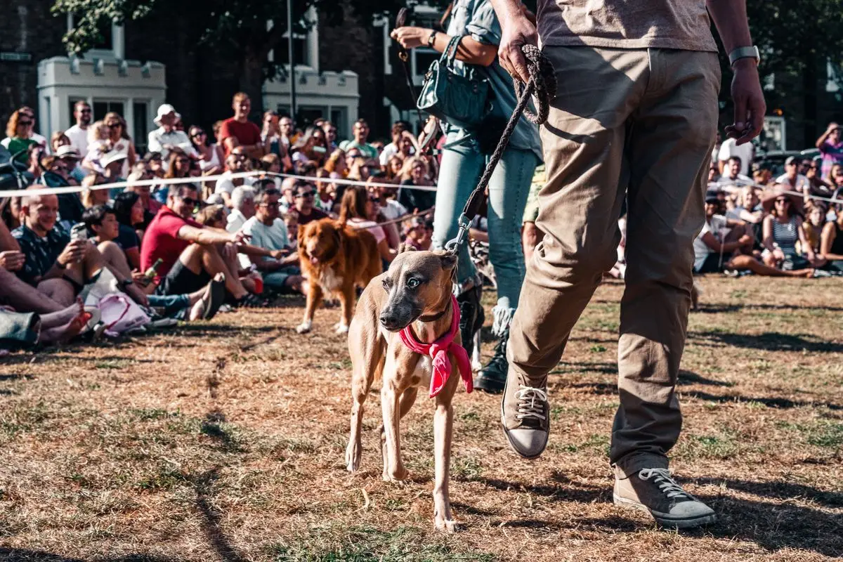 Wystawa psów dla zwiedzających: widzowie przy ringu, w którym stoi doberman