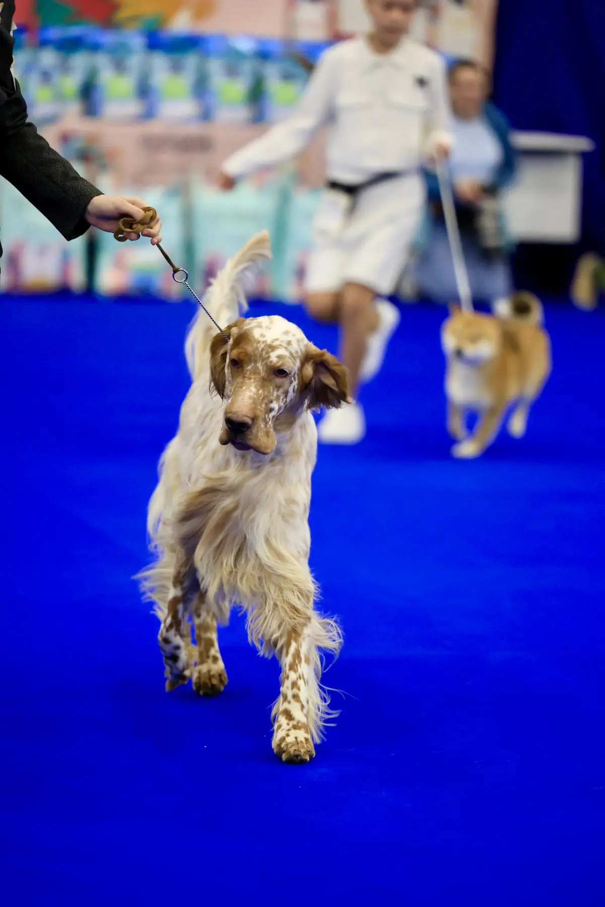 Grand Champion Polski: doberman z rozetą na wystawie