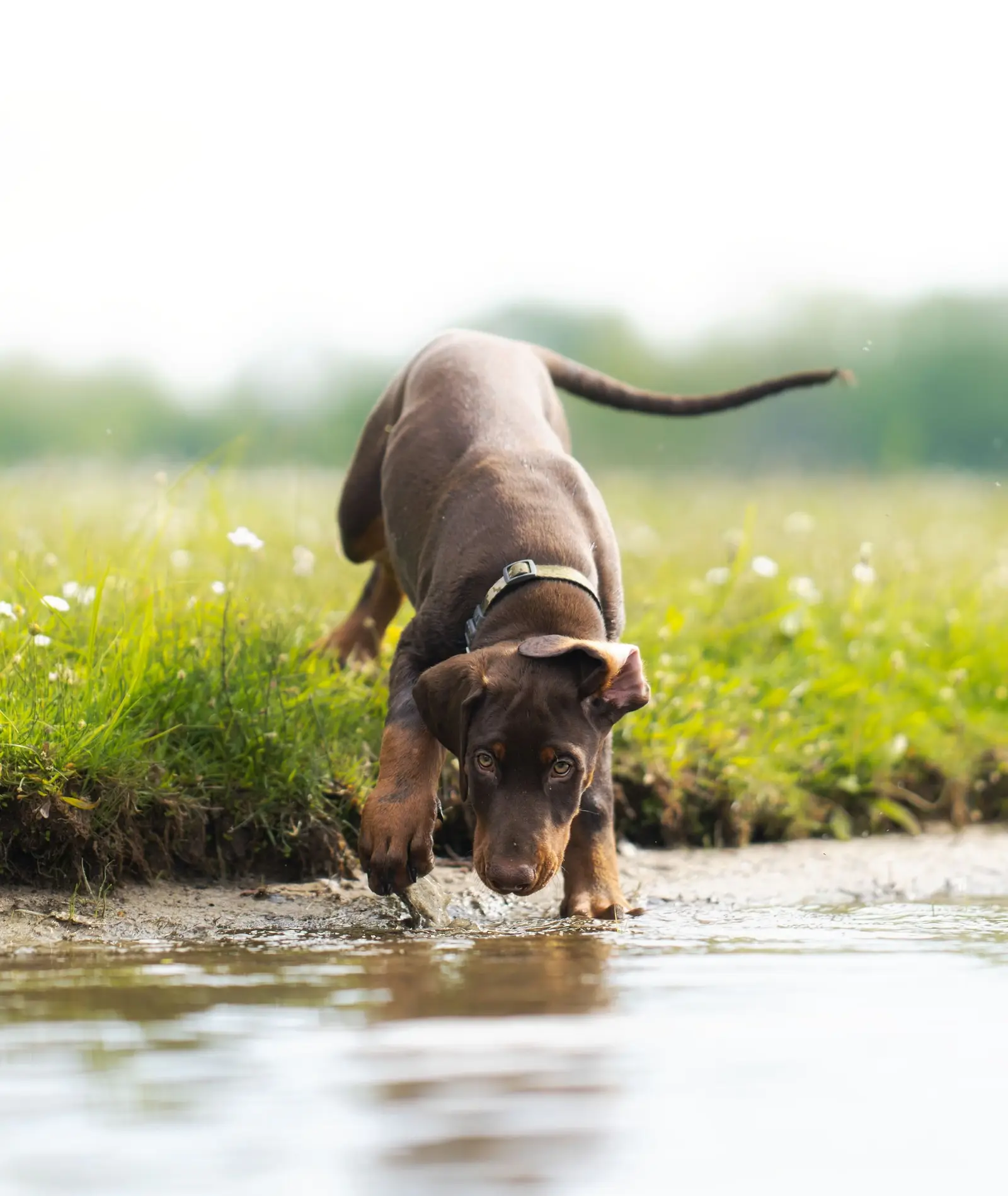 Doberman węszy i bada teren, nos przy ziemi