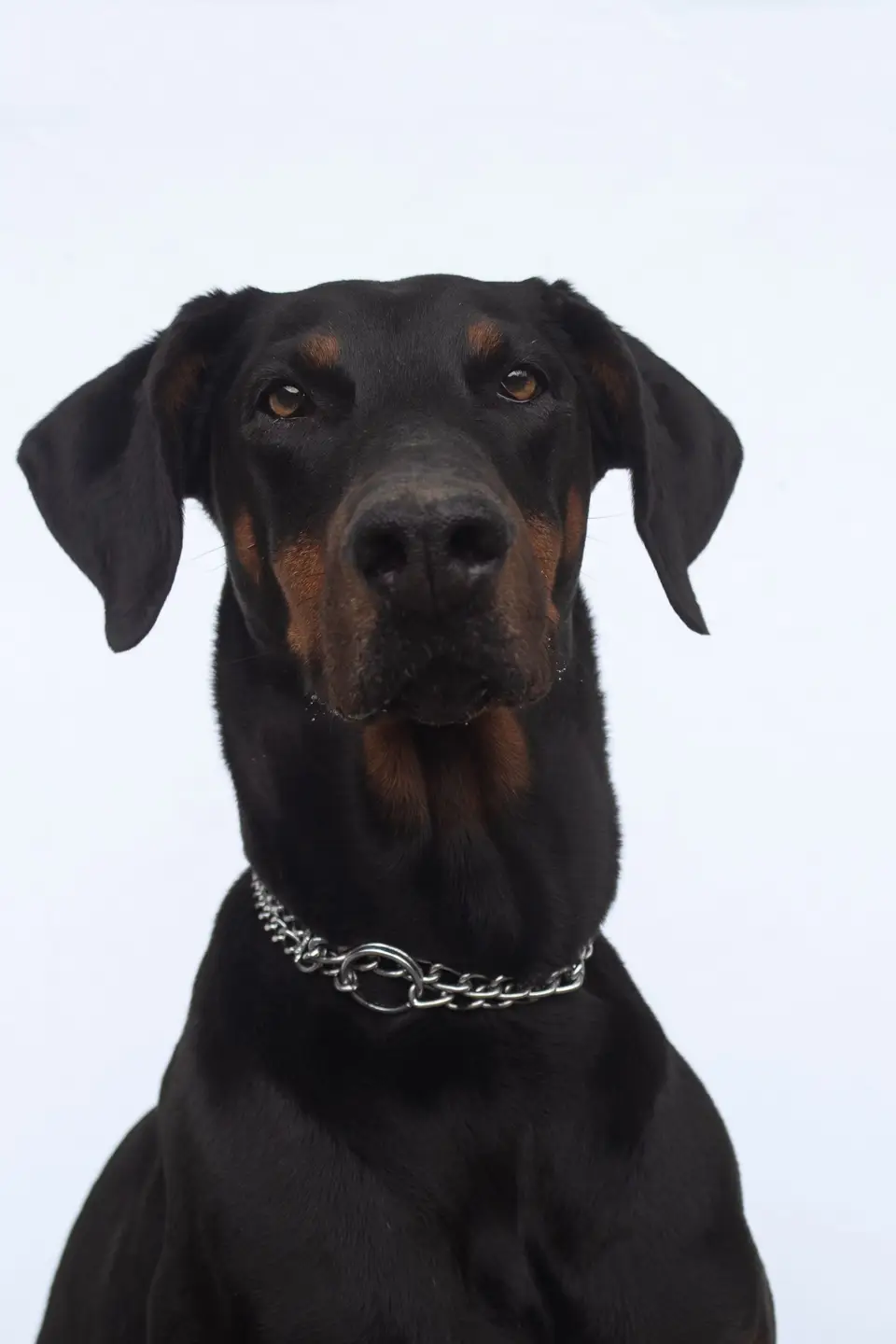 Elegancki portret dobermana na jasnym tle