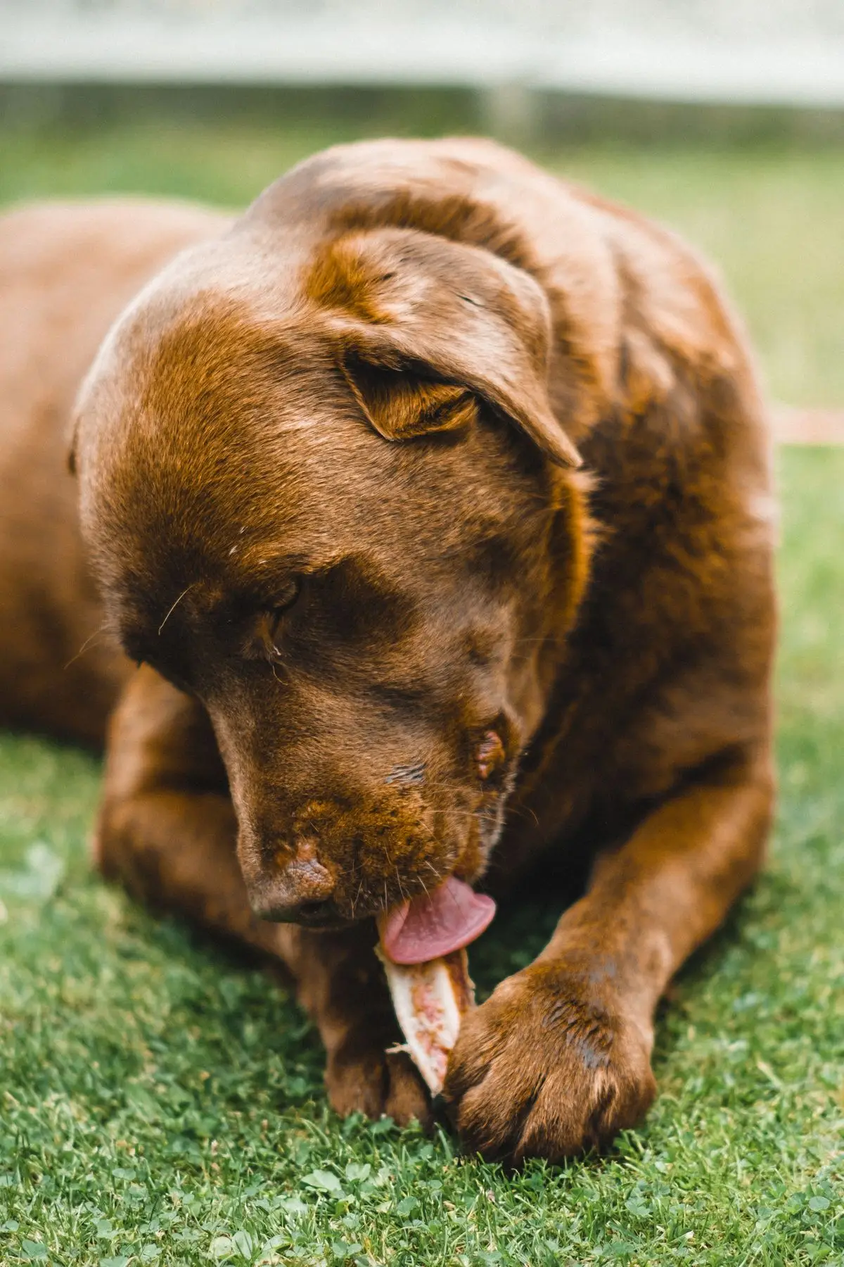 Rottweiler gryzie dużą kość na trawie