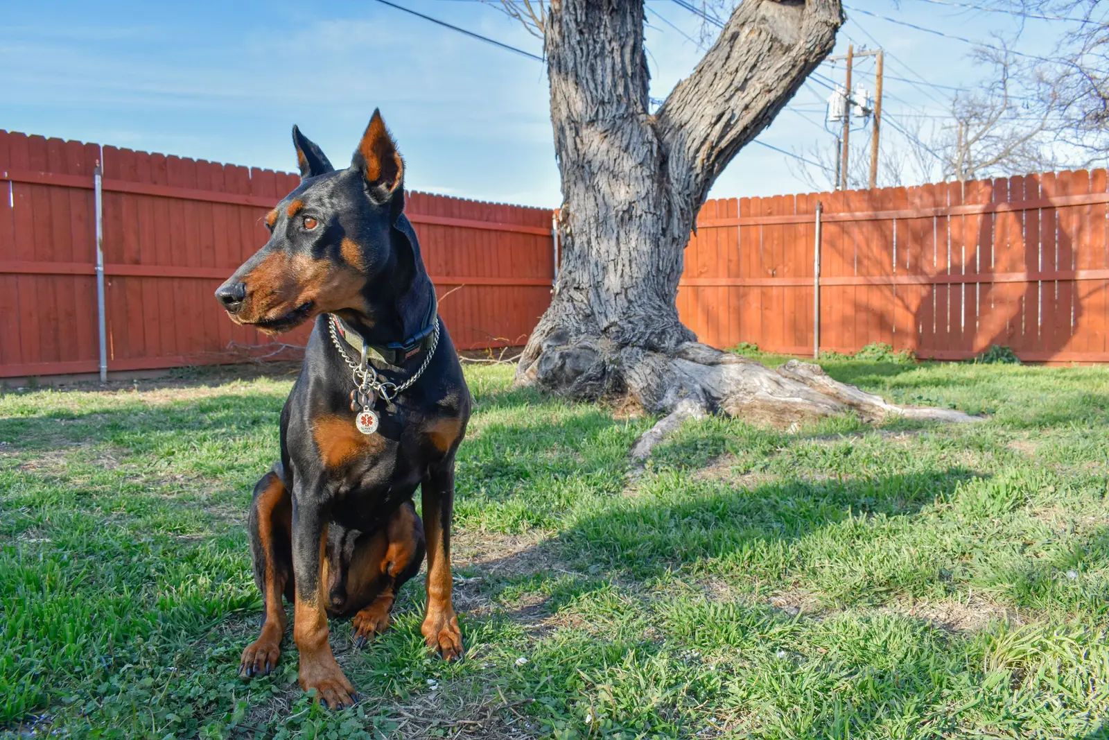 Czarny doberman siedzi uważnie w słonecznym ogrodzie