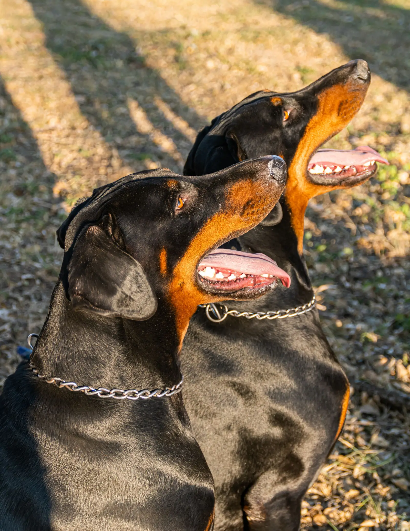 Doberman w kurtce na zimowym spacerze: żywienie psa zimą