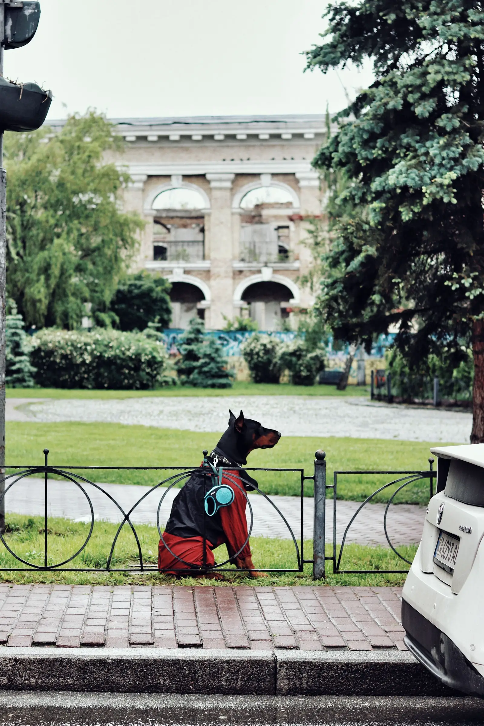 Doberman siedzi spokojnie na smyczy w alejce parku