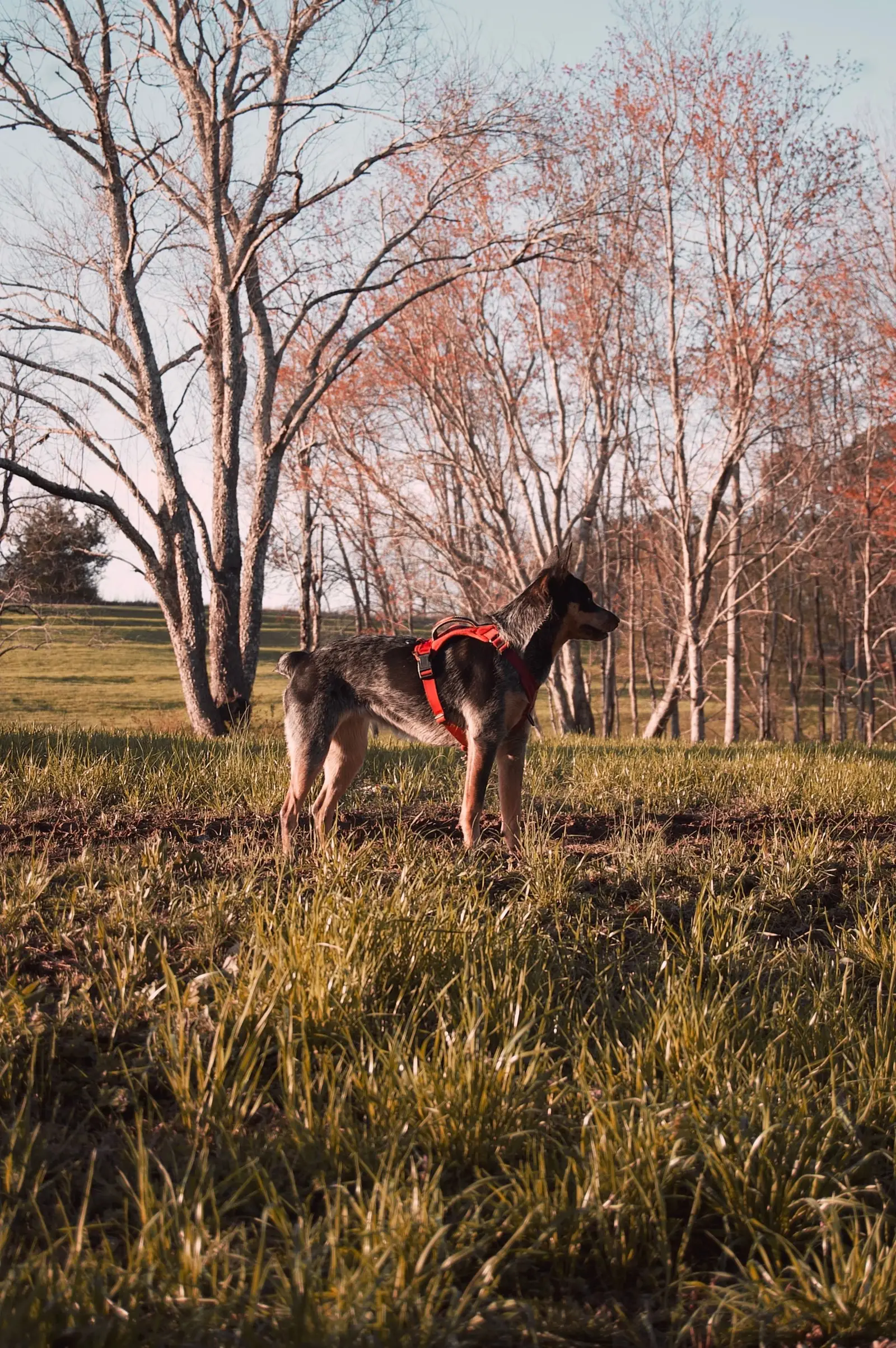 Owczarek niemiecki w czerwonych szelkach stoi na trawie
