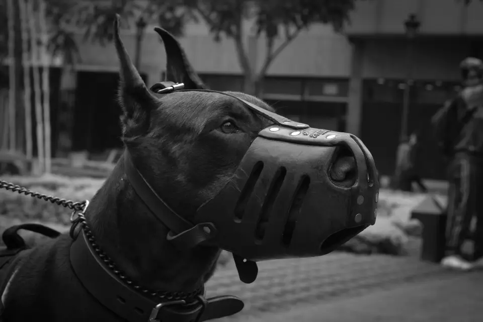 Portret dobermana w koszykowym kagańcu na dworze