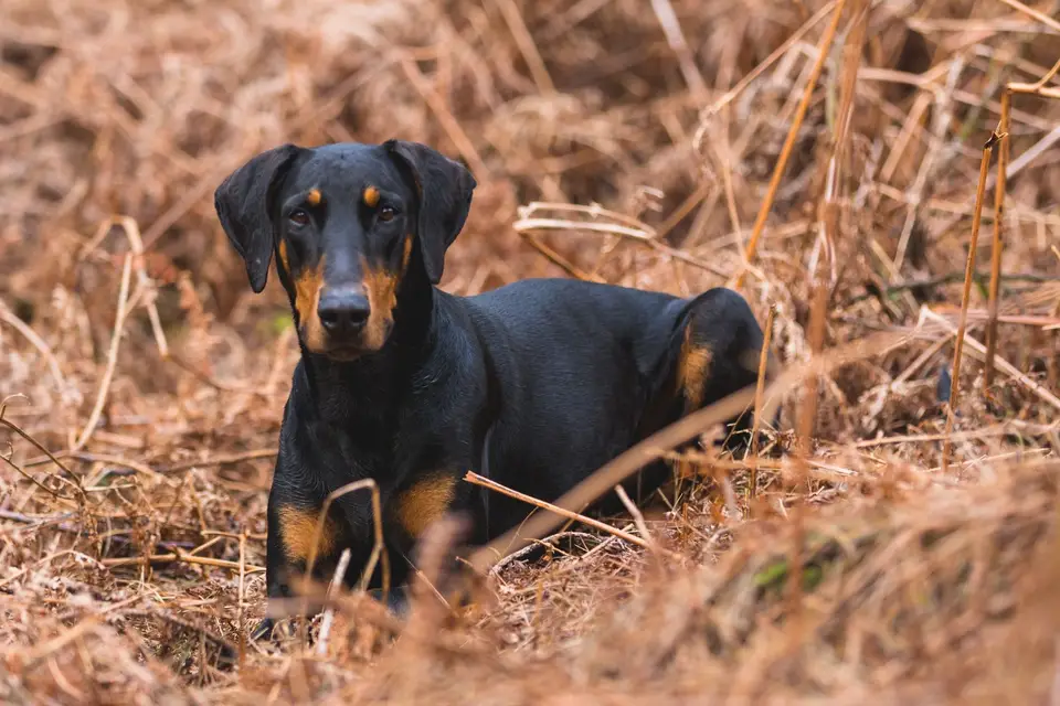 Młody czarny podpalany doberman leży w suchej trawie