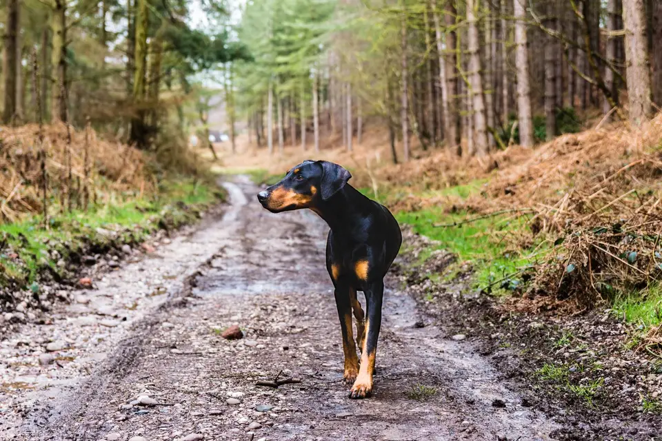Młody doberman idzie leśną drogą