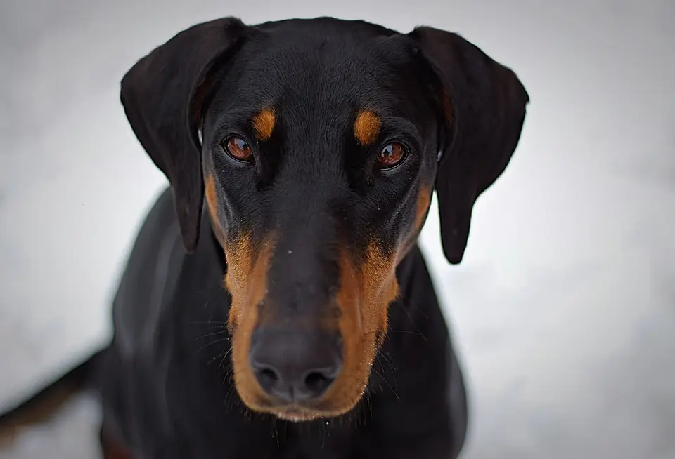Czarny podpalany doberman, portret na jasnym tle