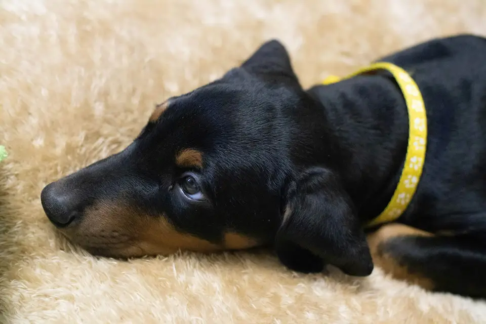 Młody czarny podpalany doberman odpoczywa na jasnym posłaniu