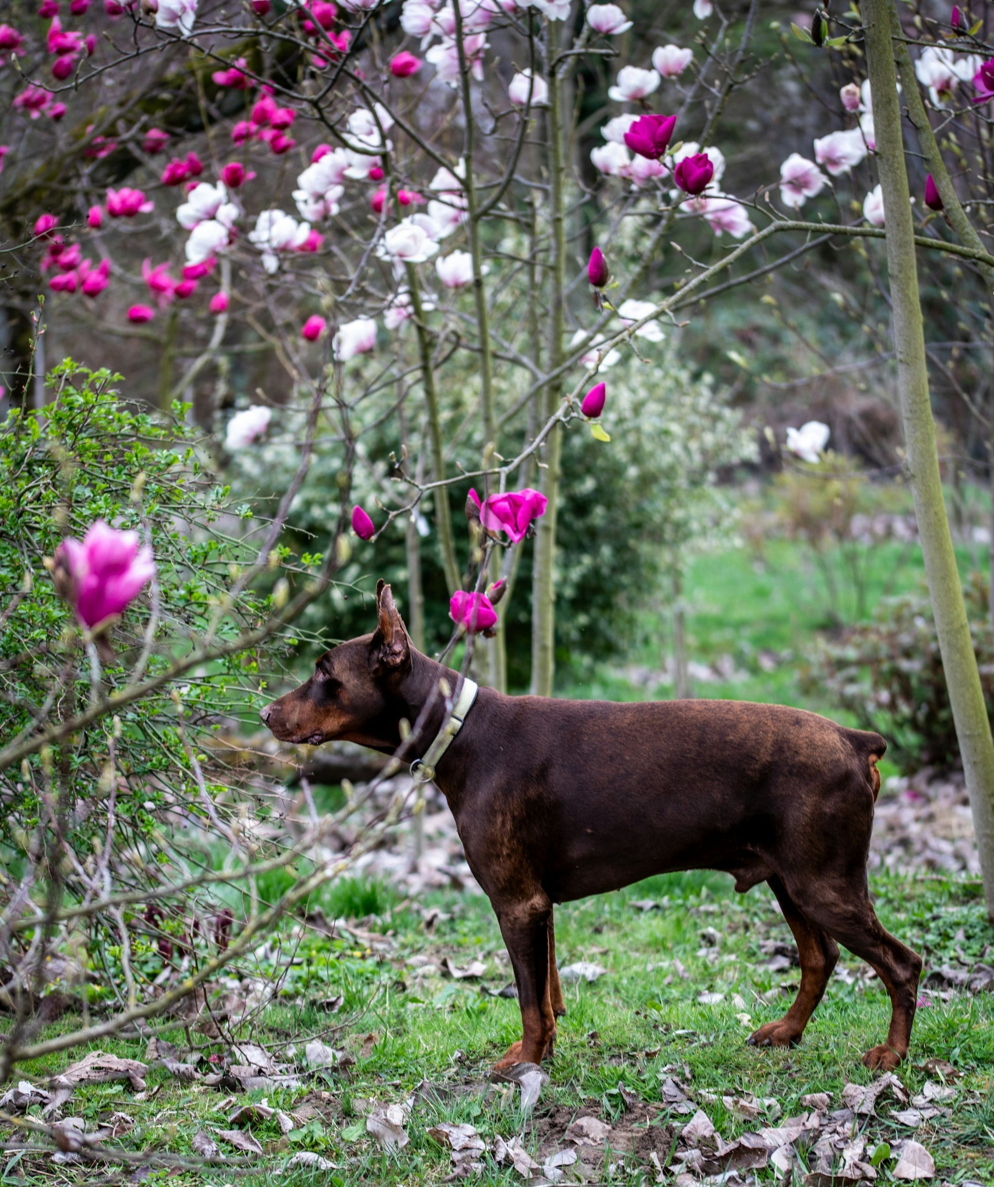 Brązowy podpalany doberman wśród kwitnących magnolii