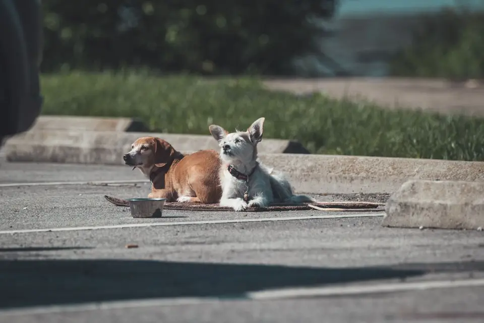 miska podwyższona dla dobermana