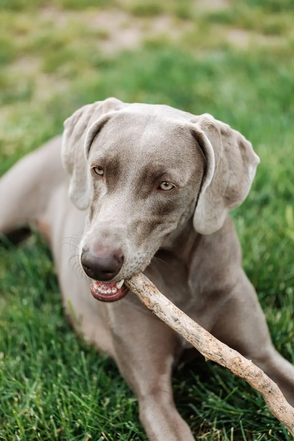 przekąski dentystyczne dla dobermana